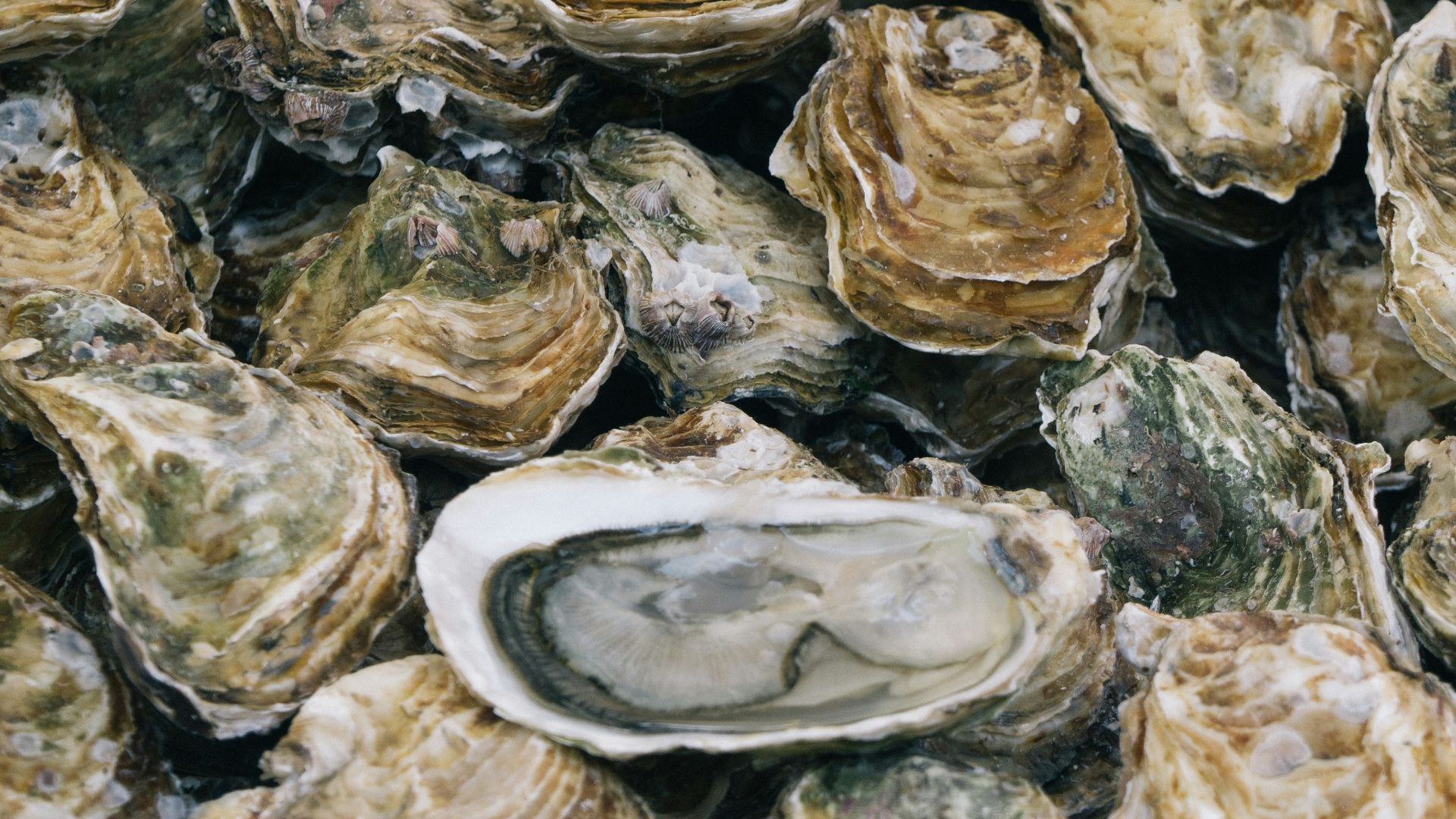 selective focus photography of piled shells