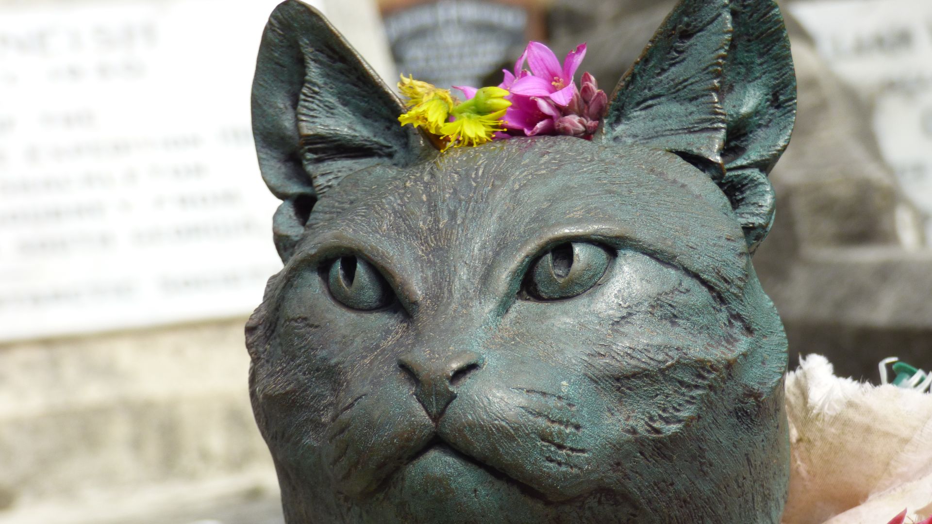 File:Mrs Chippy (50457563797).jpg