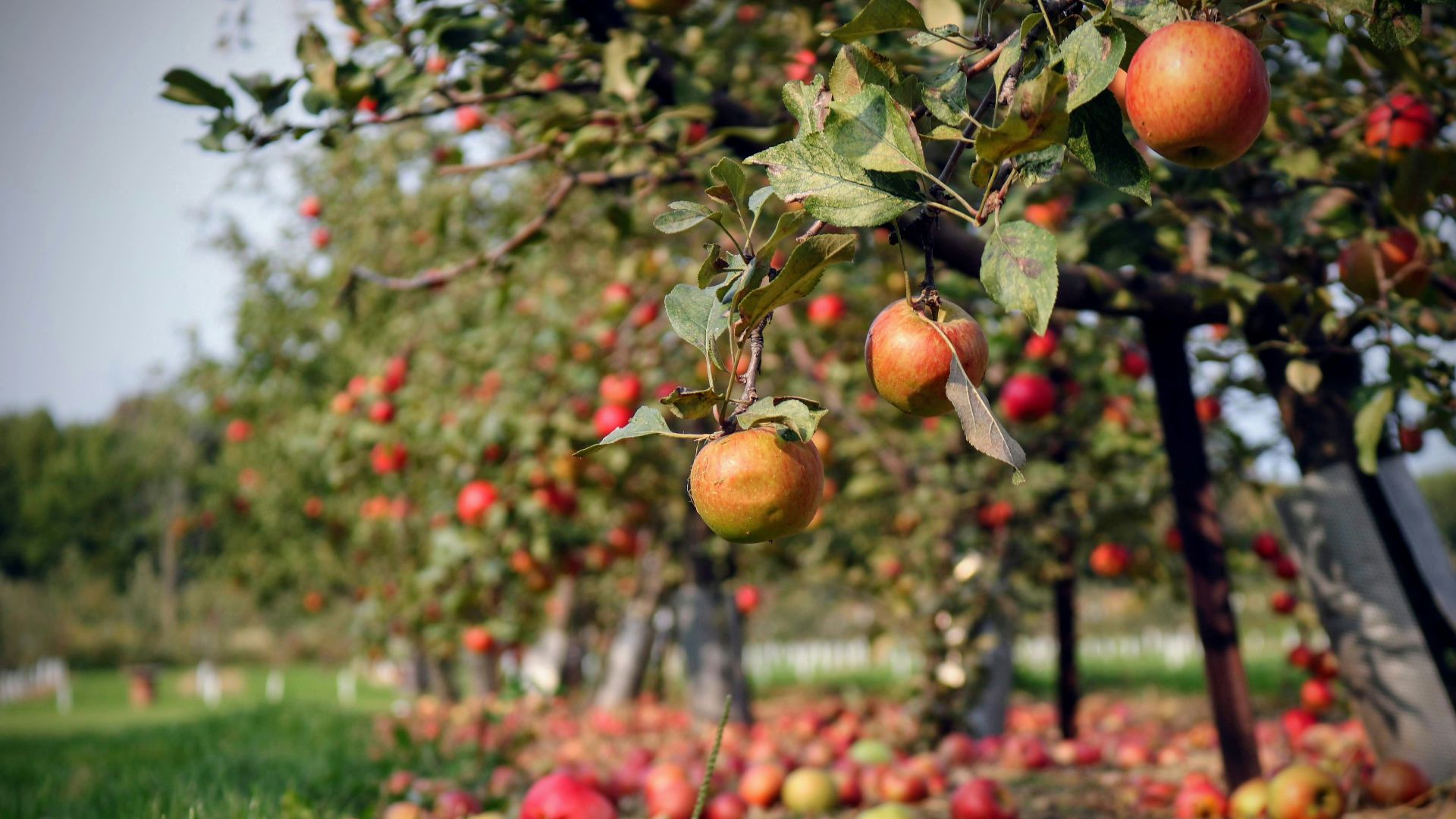 orange fruit on green grass during daytime