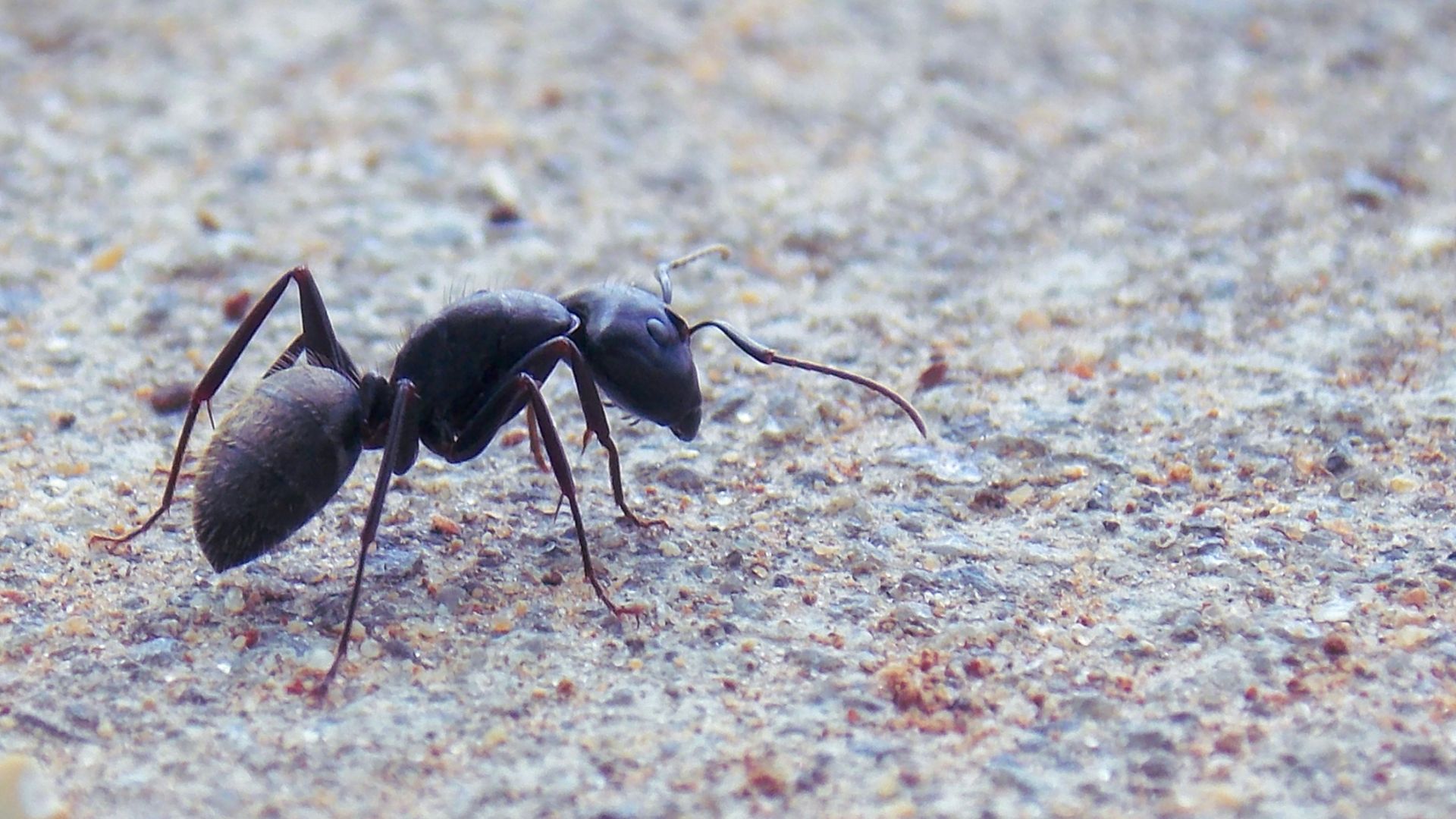blackant
