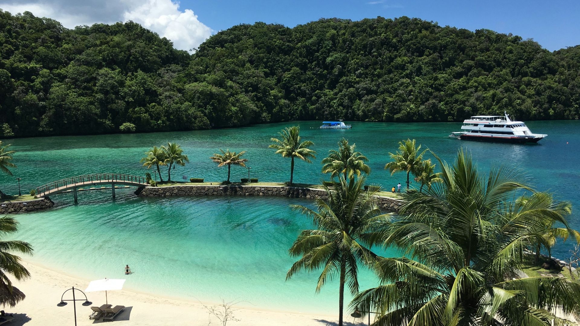 green palm trees scenery