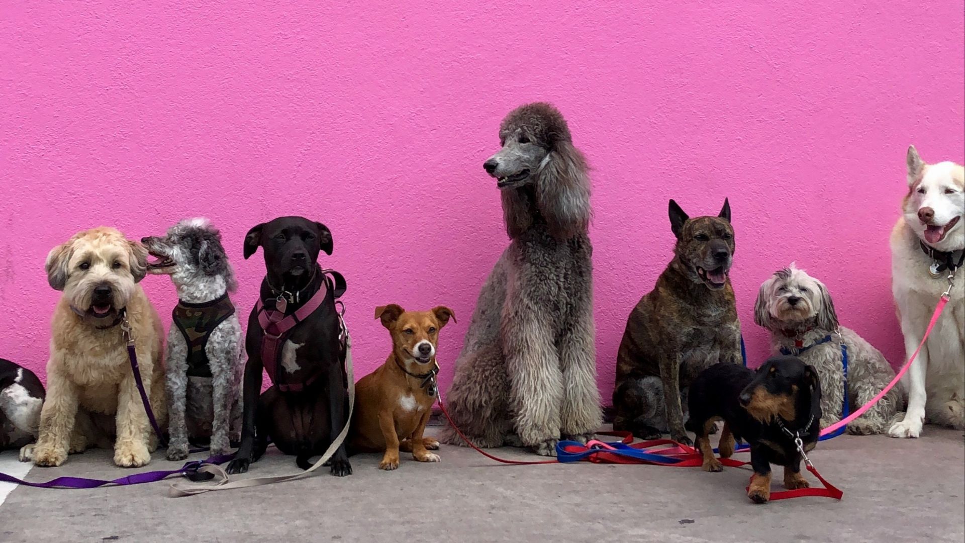 litter of dogs fall in line beside wall