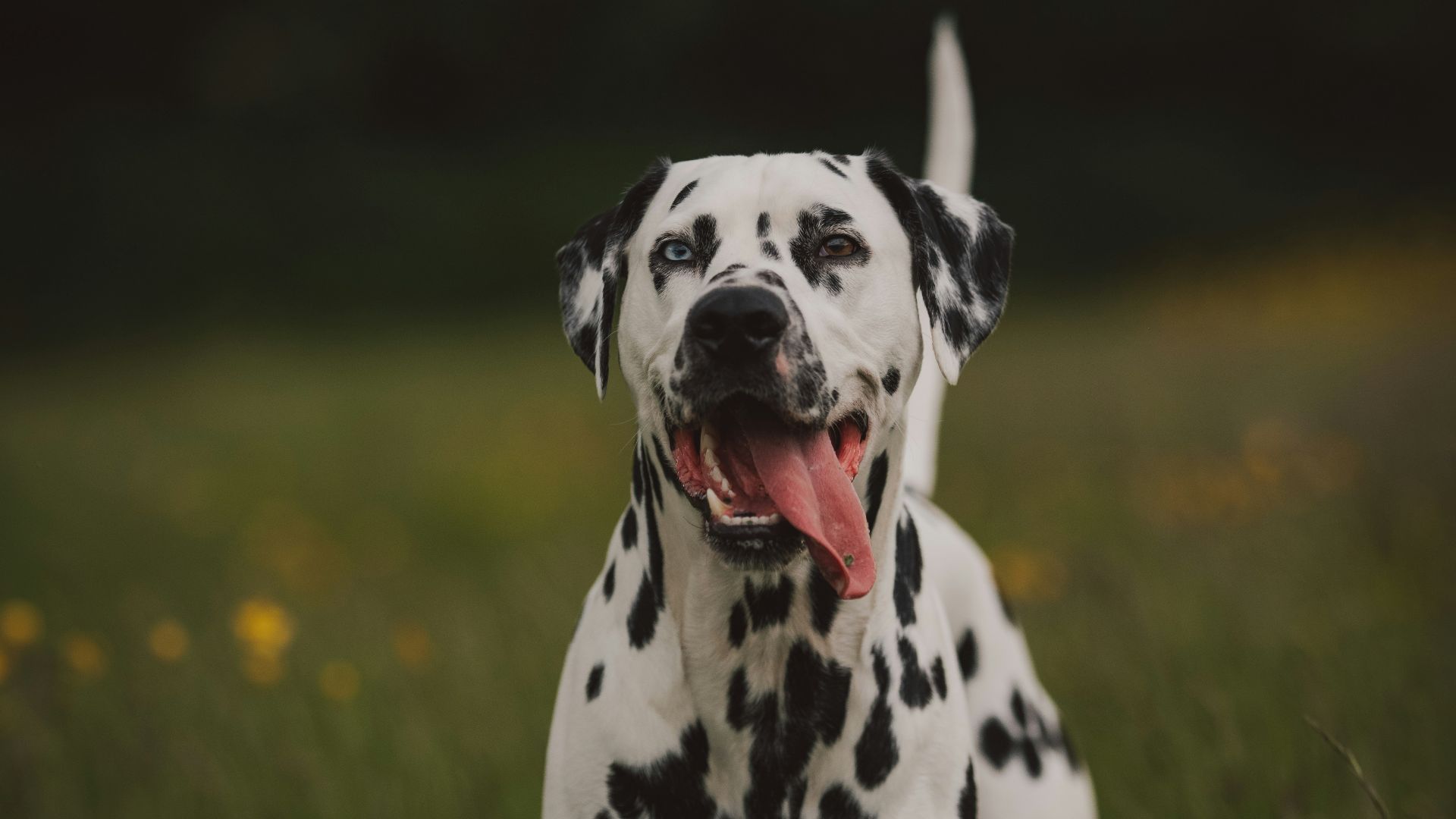 black and white dalmatian dog on green grass field during daytime