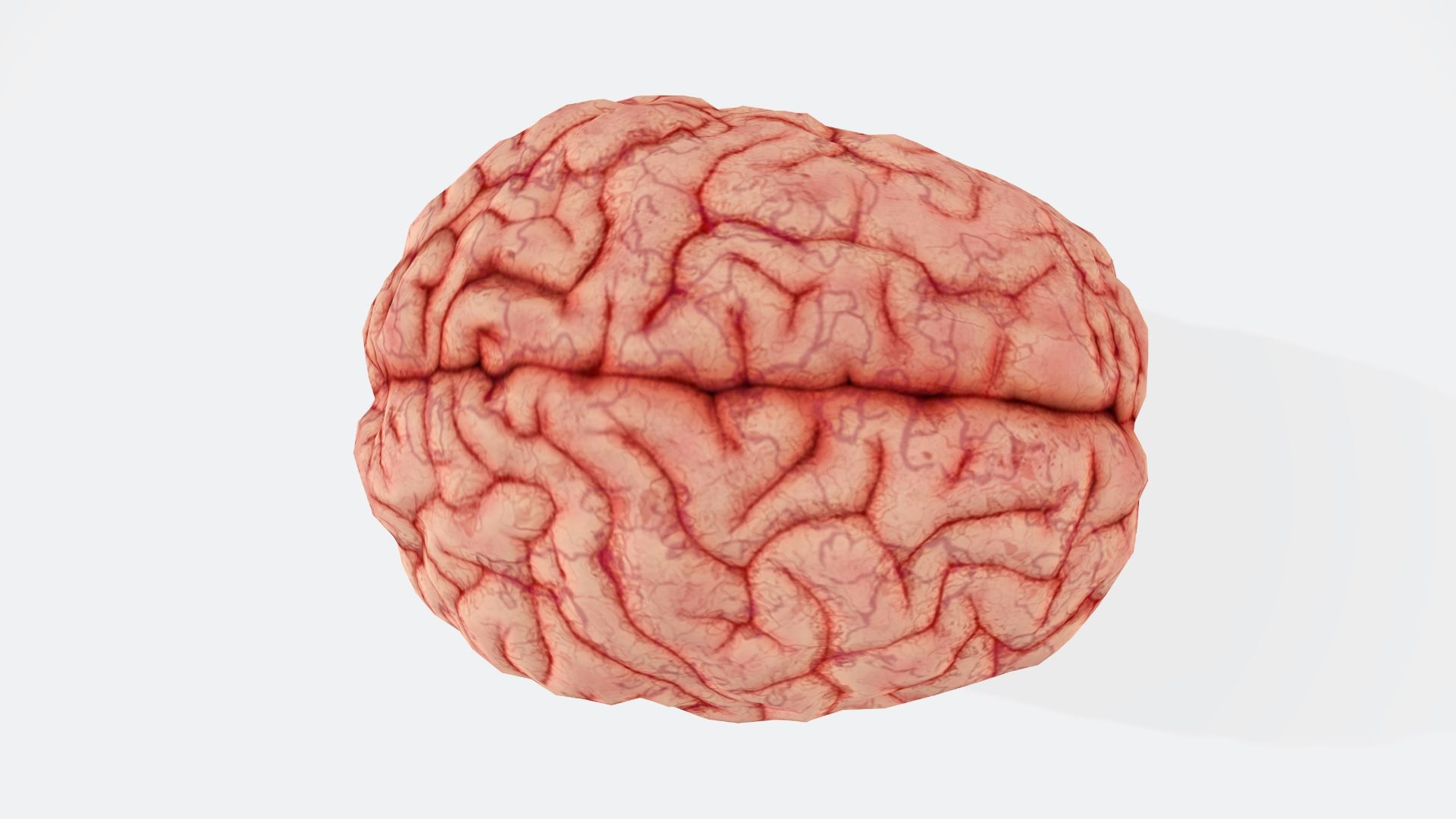 a close up of a human brain on a white background