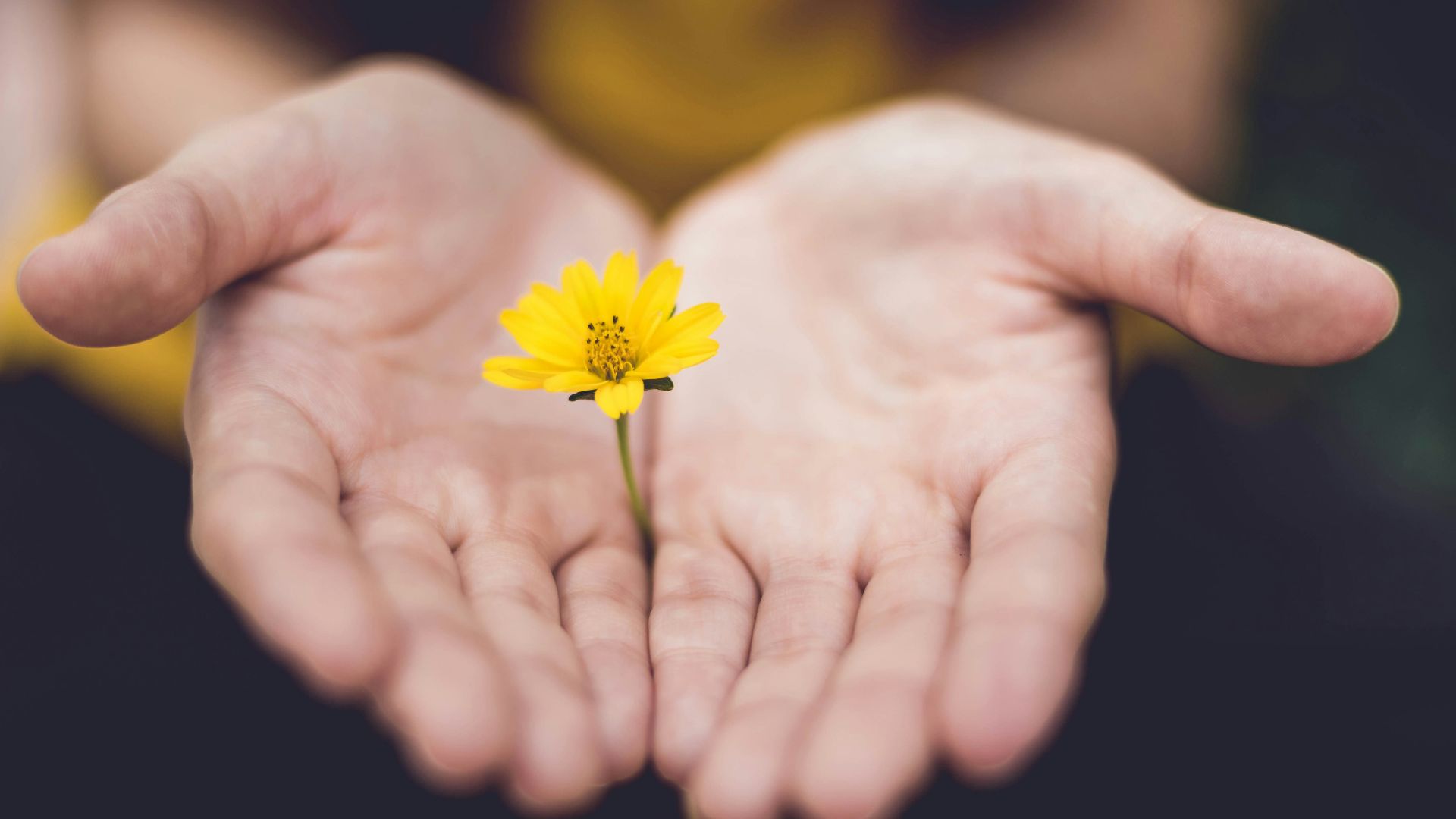 selective focus photography of woman holding yellow petaled flowers