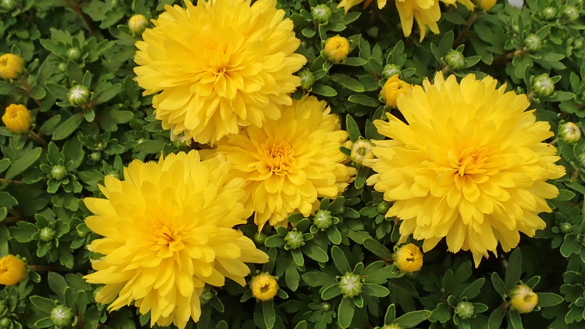 File:Chrysanthemum sp. (garden mums) 6.jpg