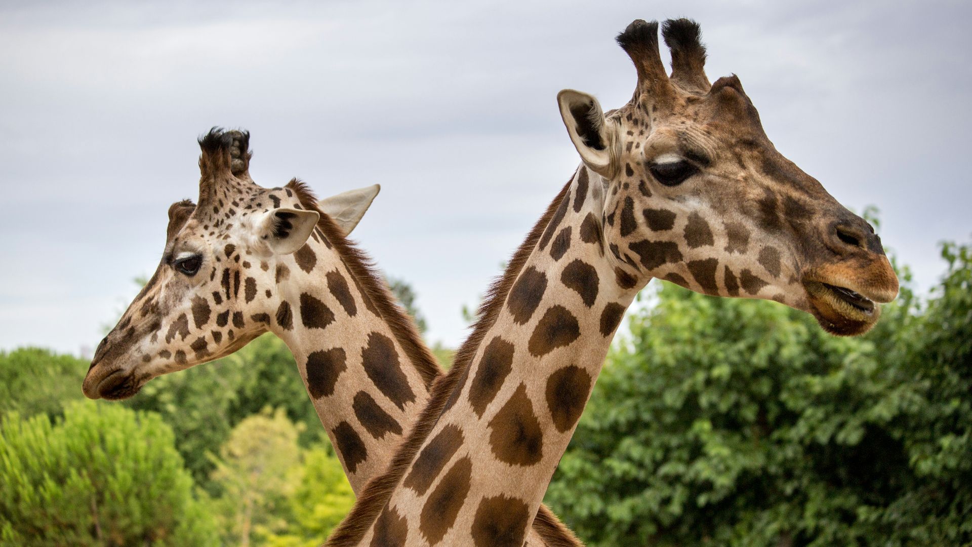 brown giraffe standing on green grass during daytime