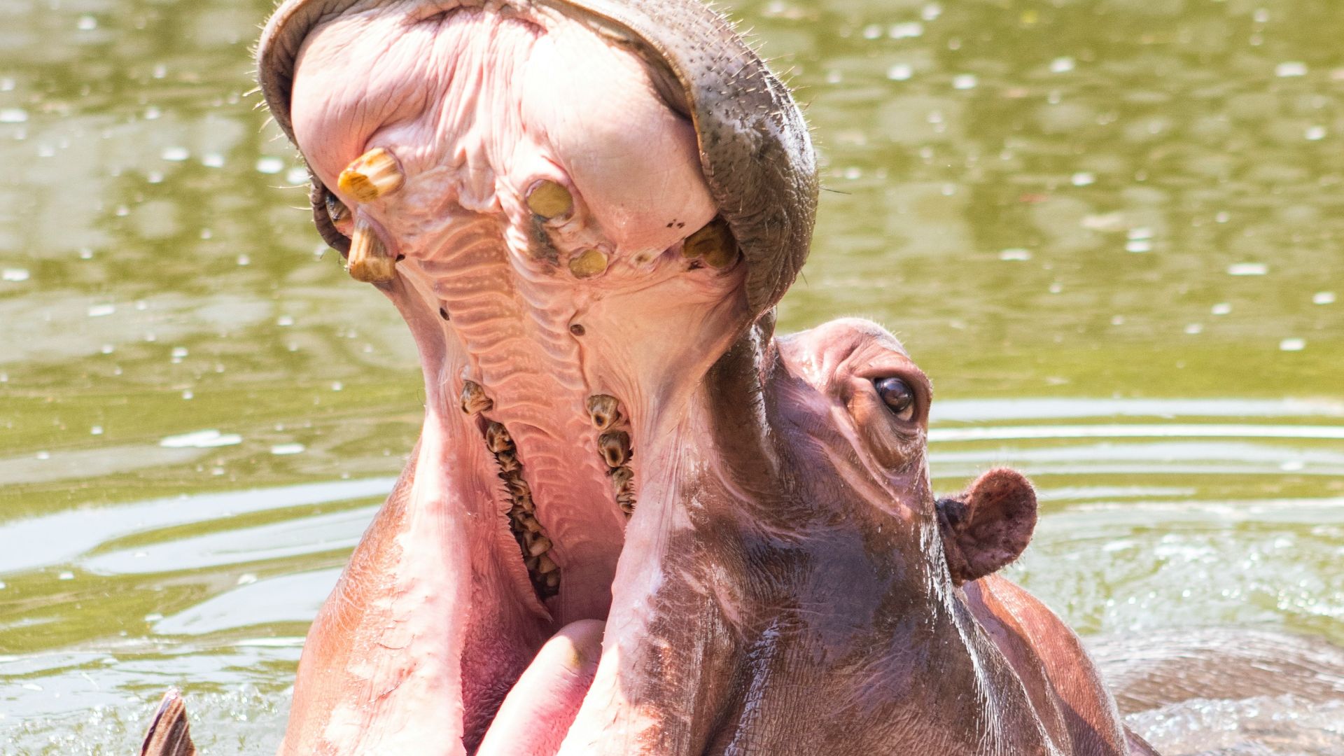 a hippopotamus in a body of water with its mouth open