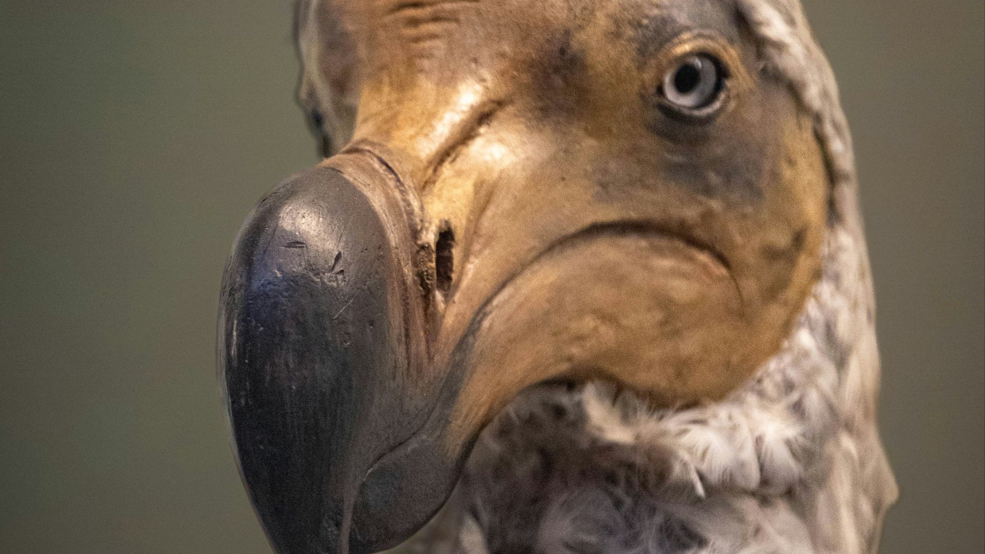 a close up of a bird with a very large beak
