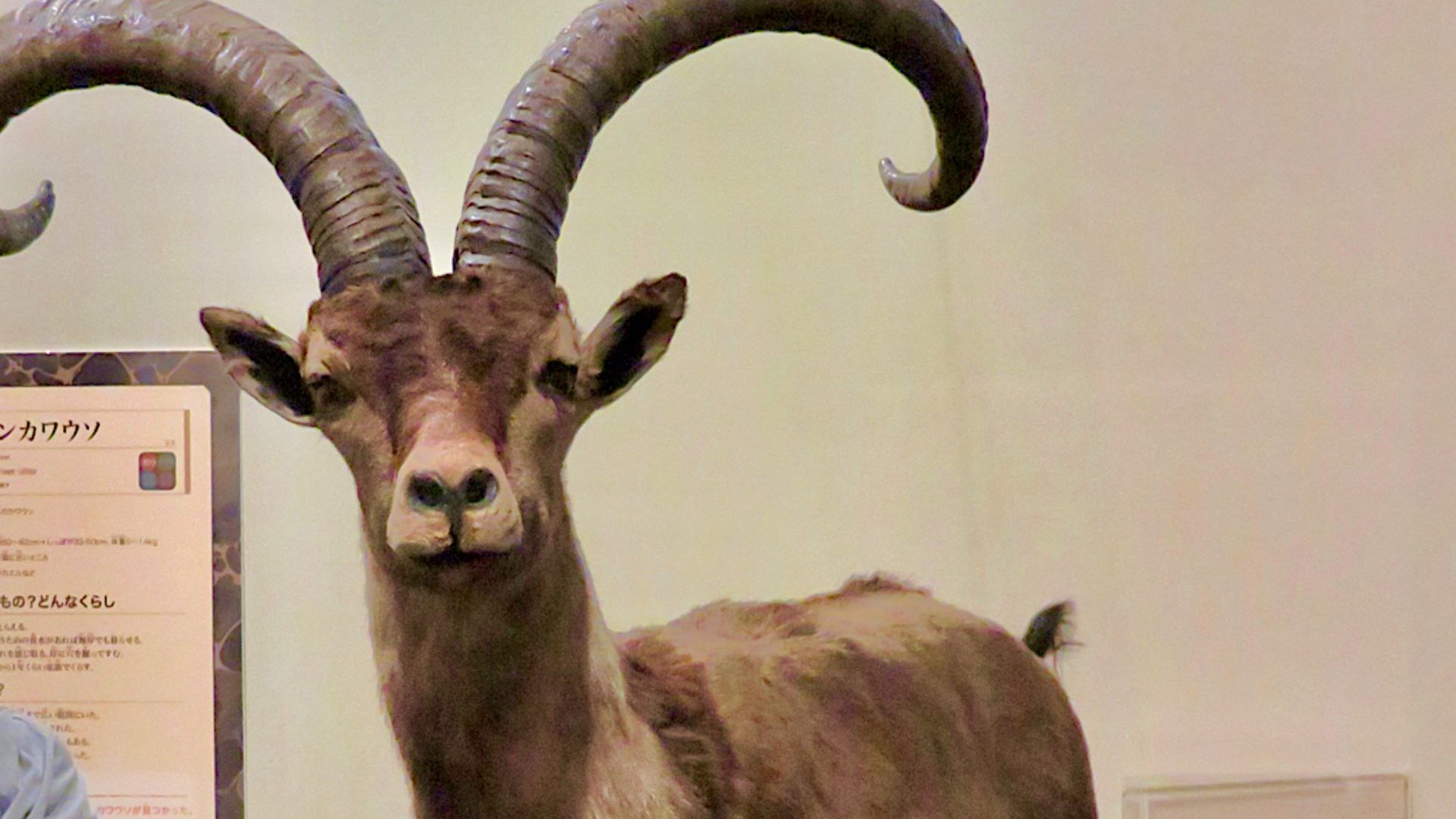 File:Pyrenean ibex - 1.jpg