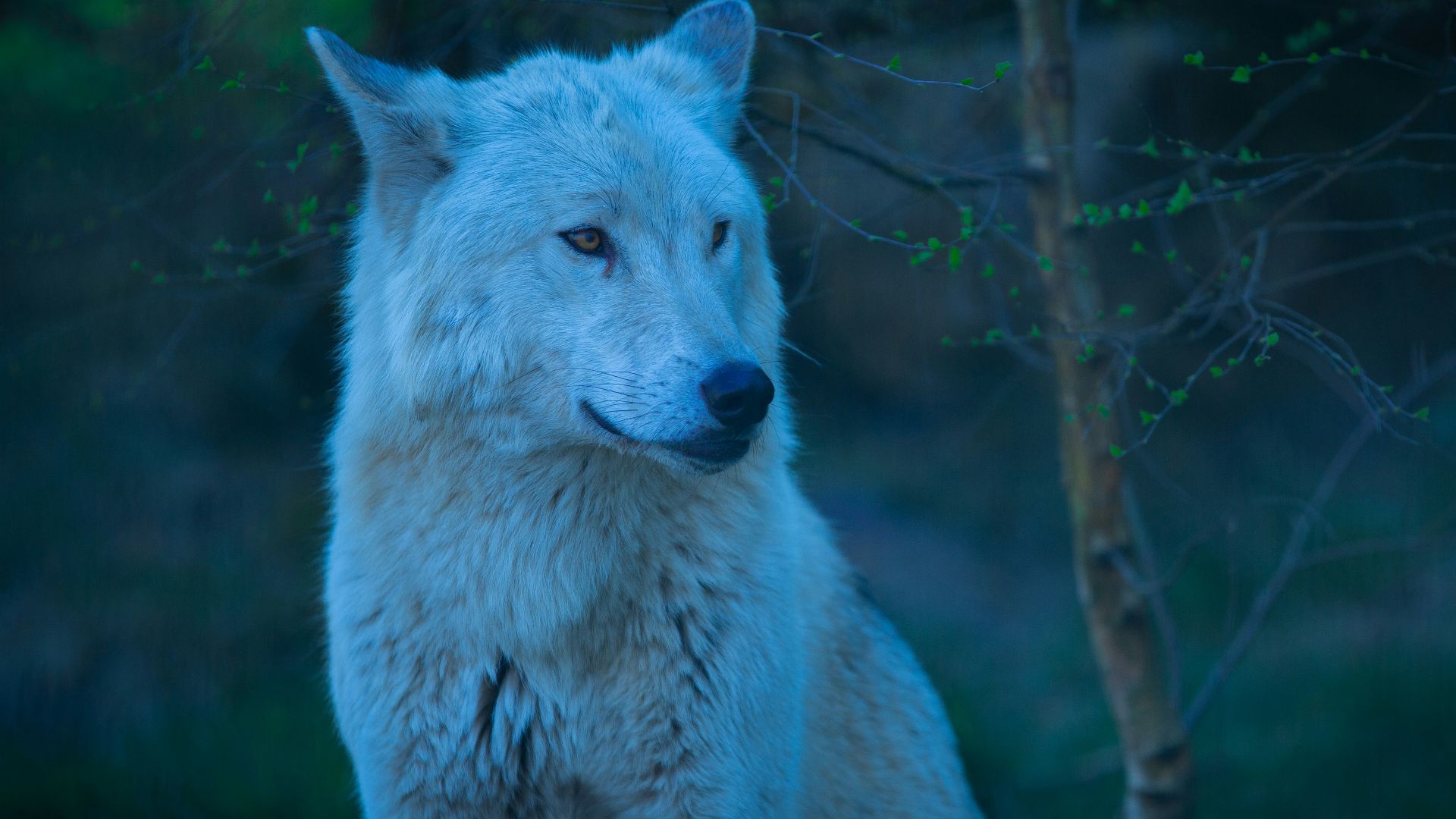 a wolf standing in front of trees