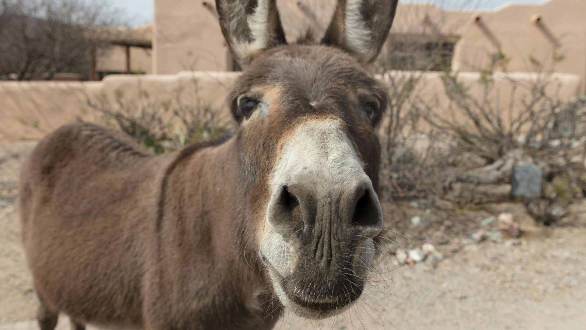 Forever Home Donkey Rescue & Sanctuary