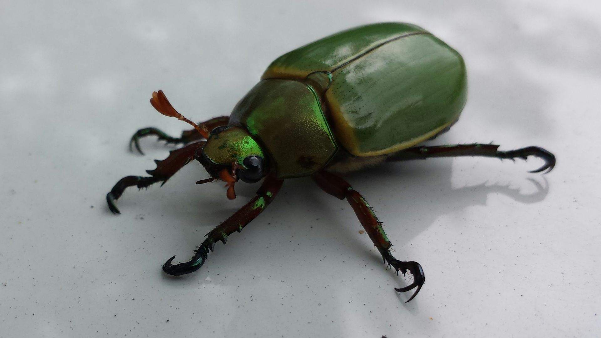 close up photo of green oil bettle