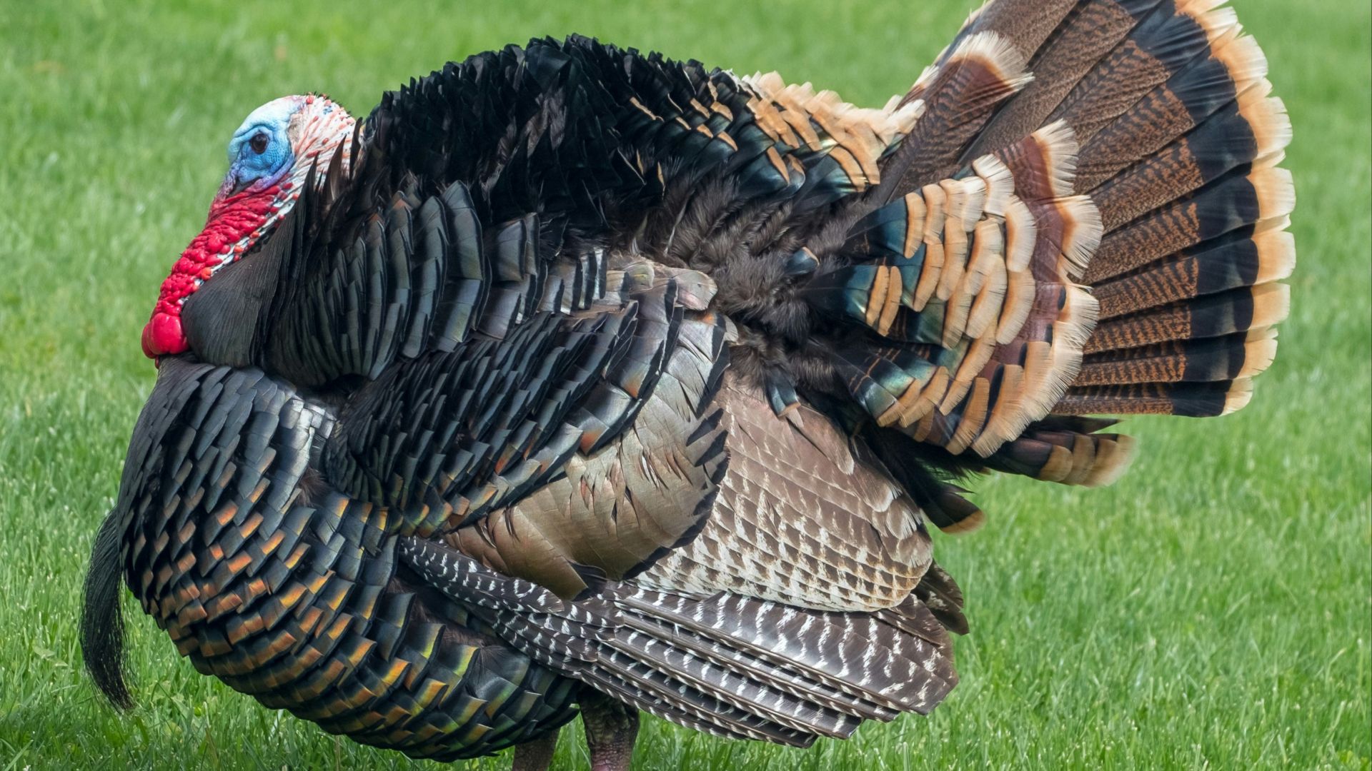 brown and black turkey on green grass field during daytime
