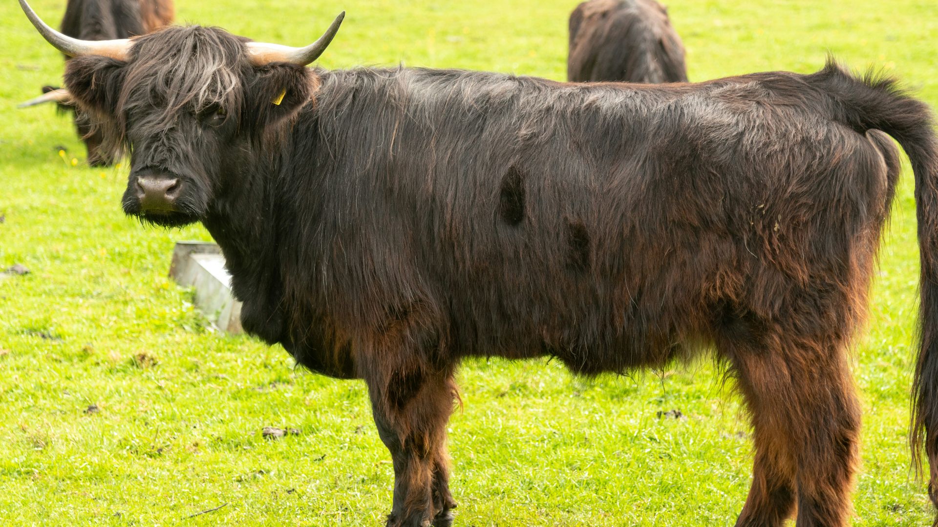 a herd of cattle standing on top of a lush green field