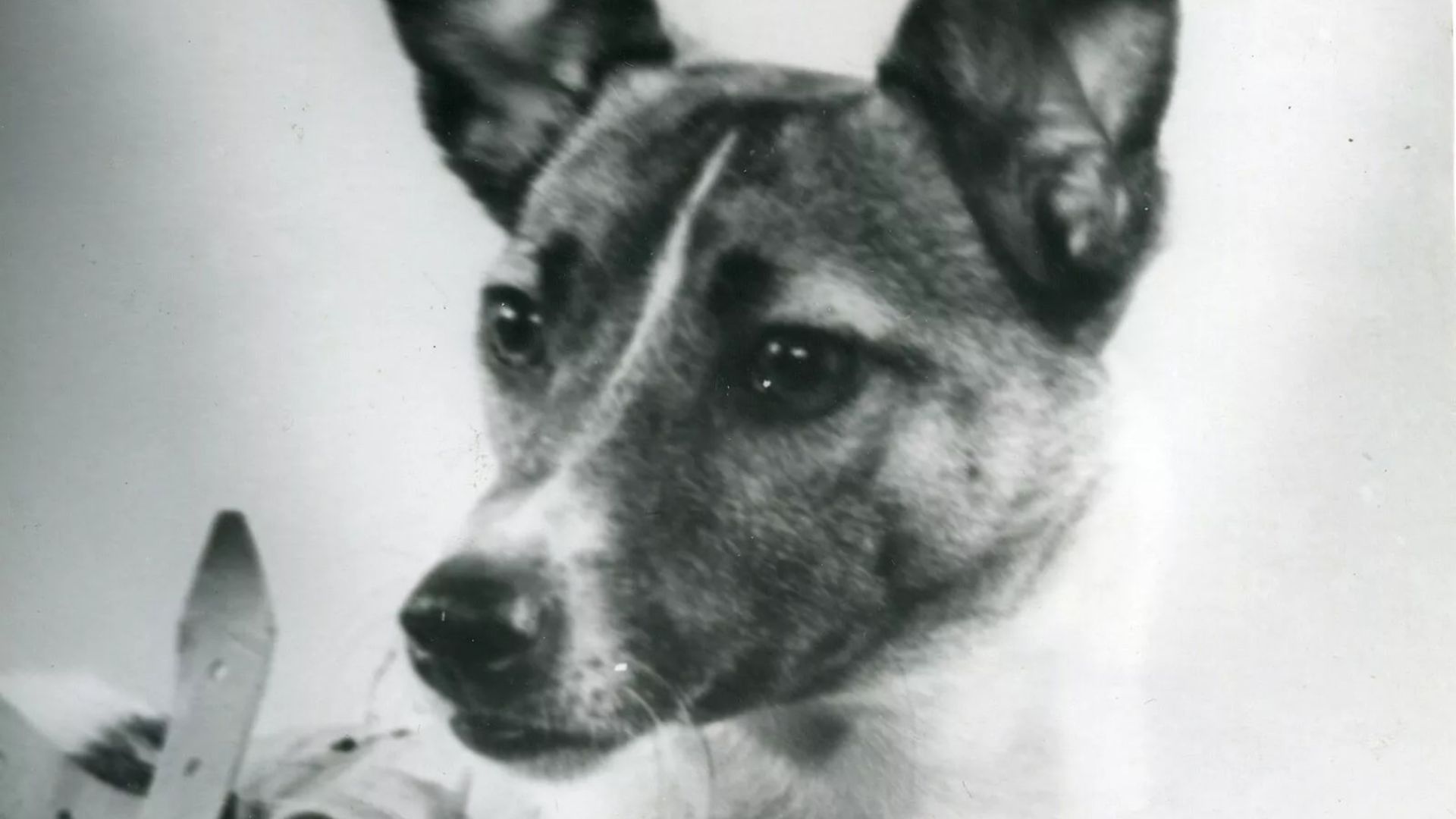 File:Laika in 1957.jpg