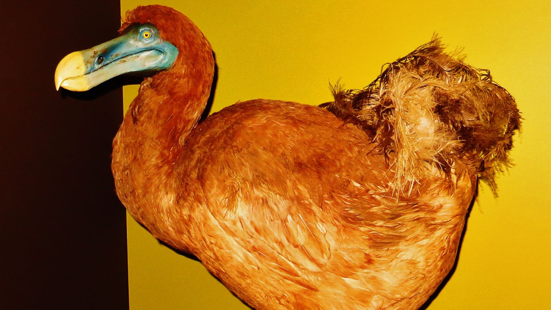 File:Raphus cucullatus MUSE.jpg