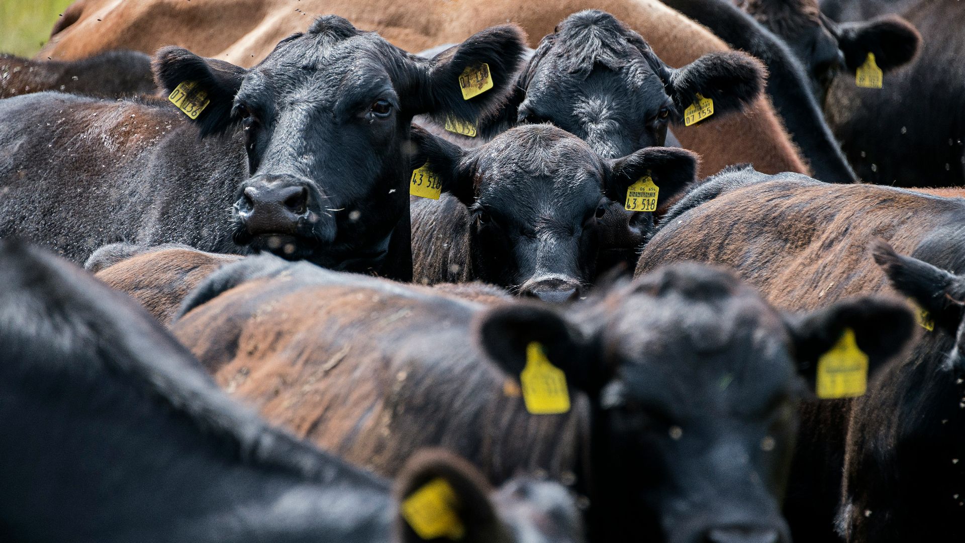 black and brown cows on brown field during daytime