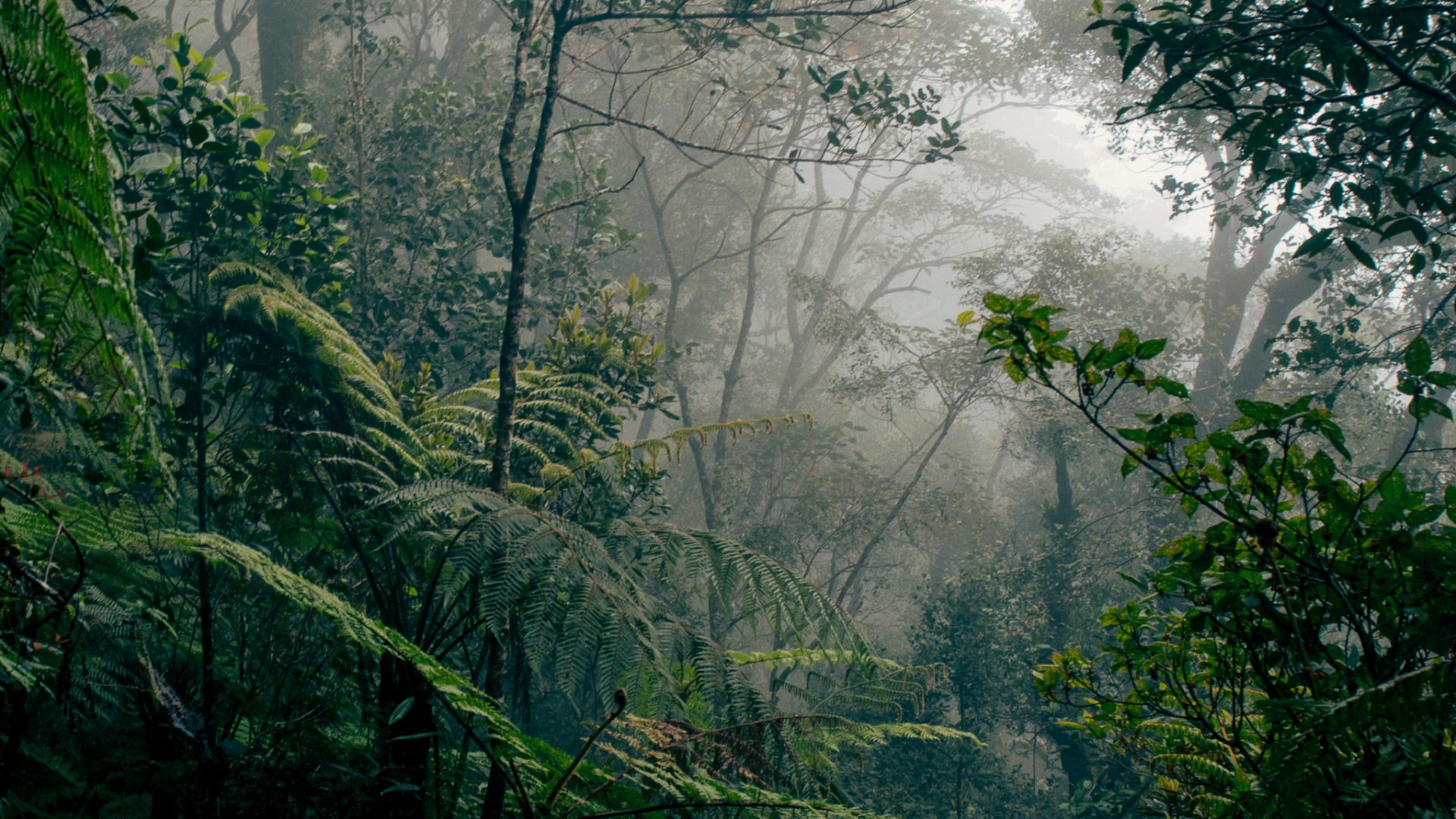 File:Borneo rainforest.jpg