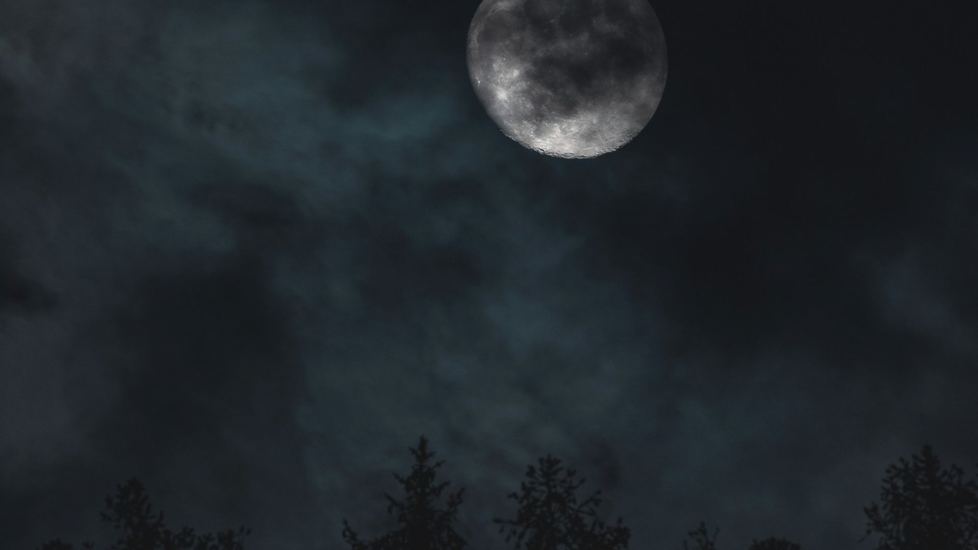 silhouette of trees under moon