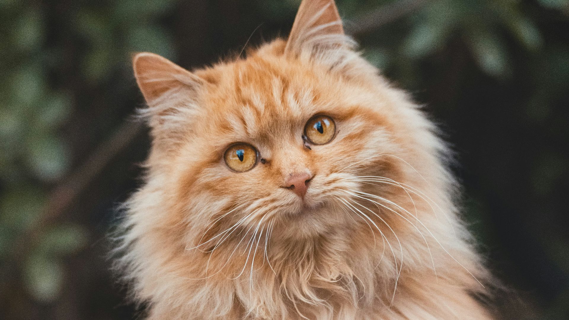 orange long fur cat on black textile