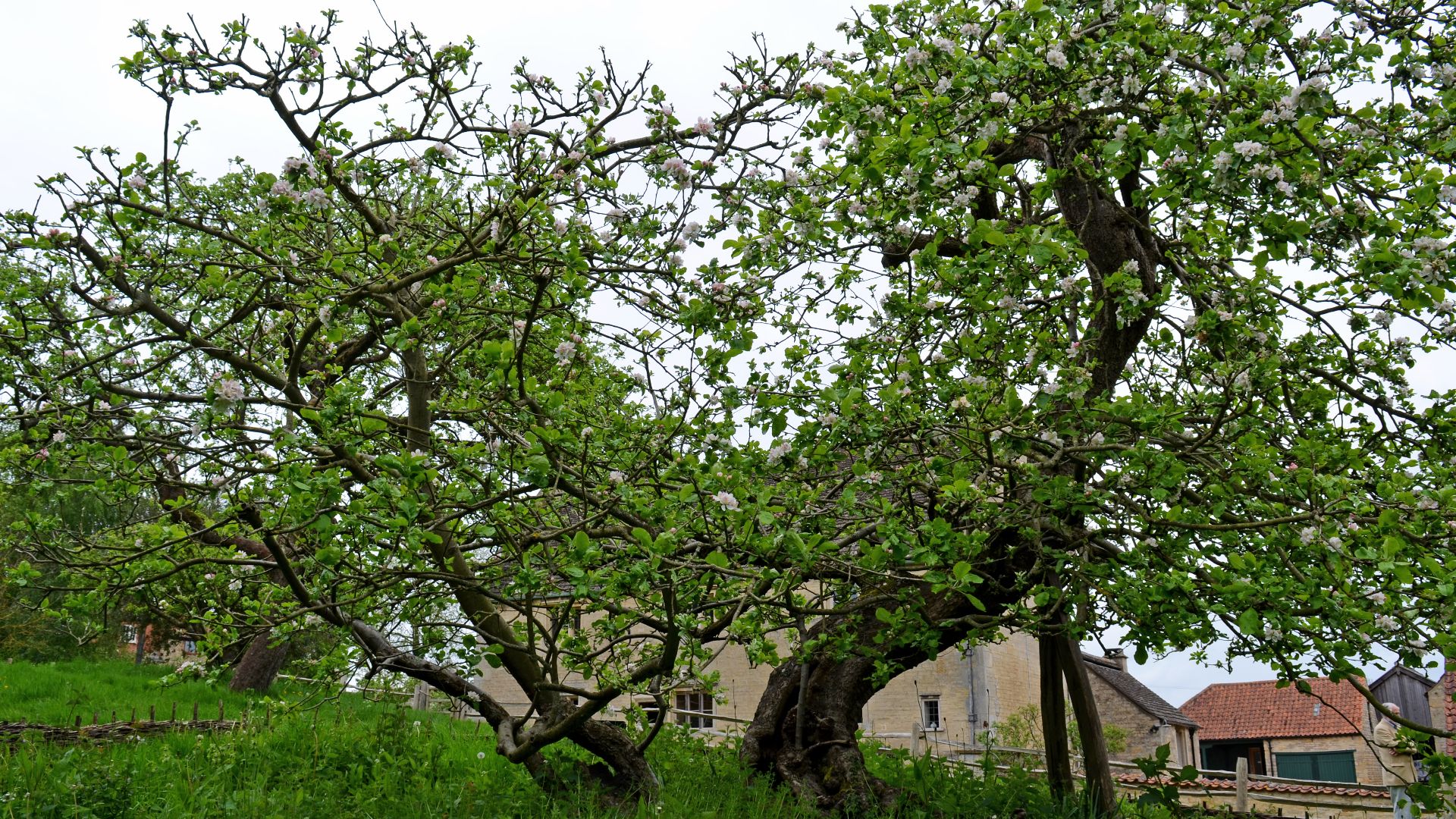 File:Newton's apple tree (34296369530).jpg