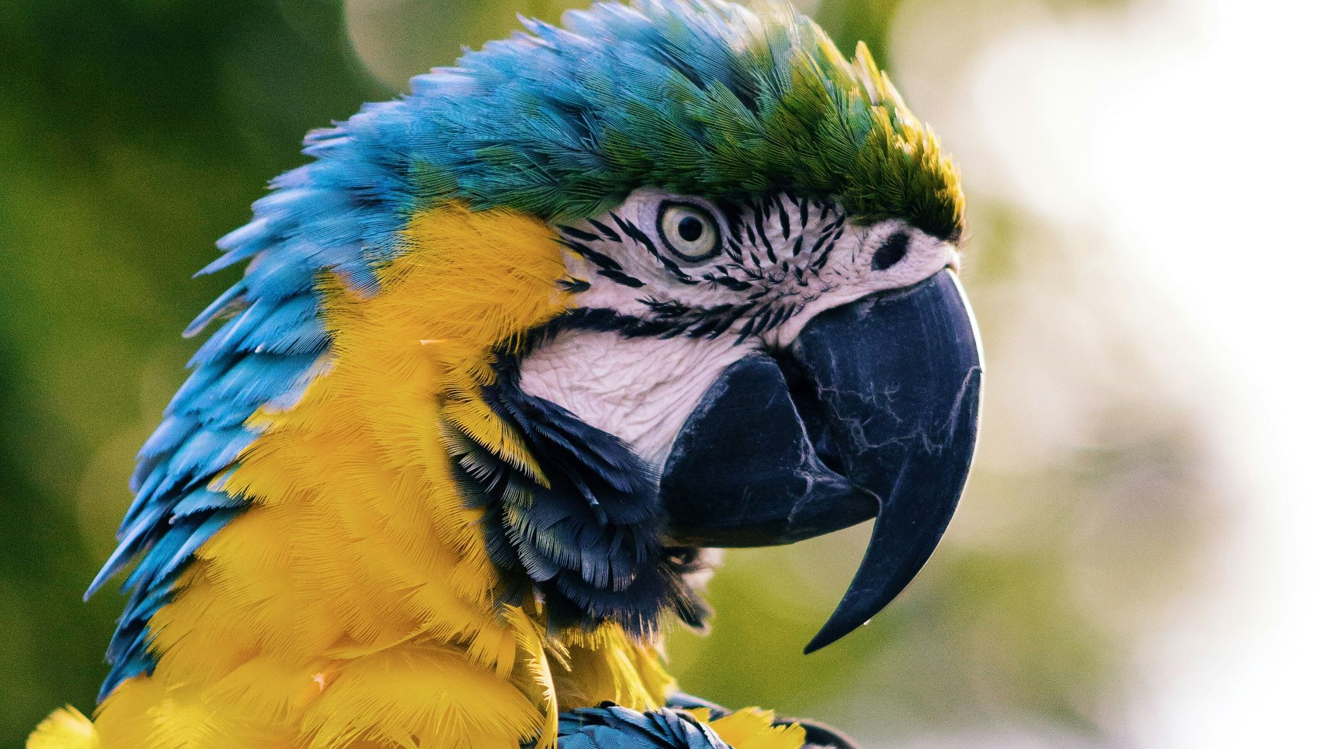 close up of a yellow and blue macaw