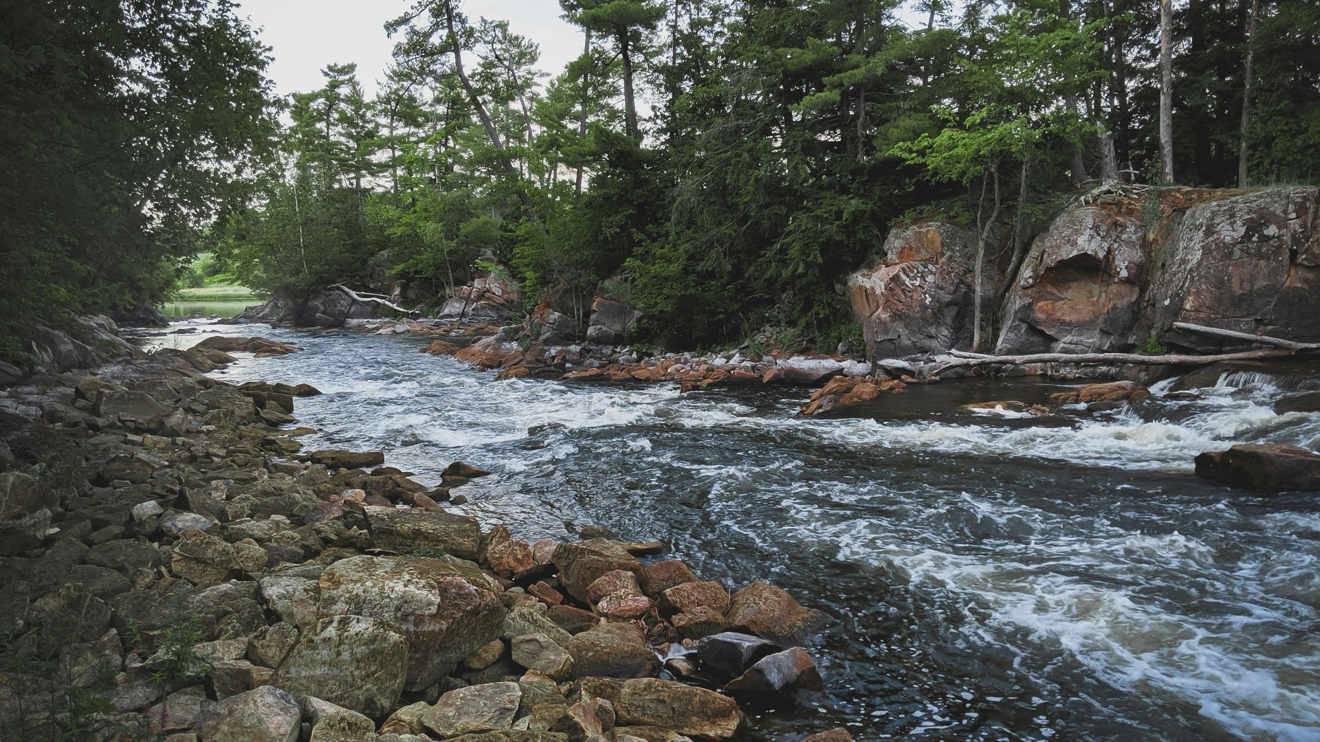 river in the middle of forest during daytime