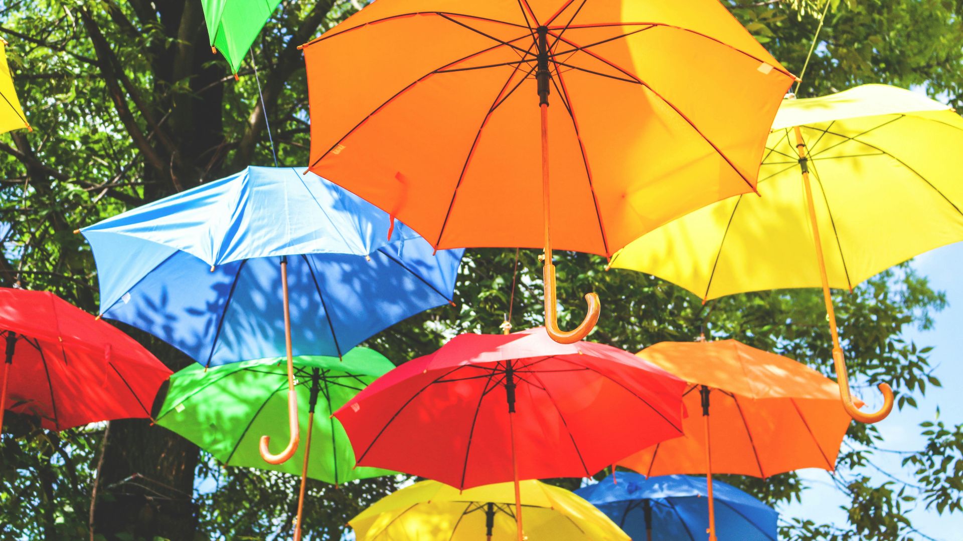 assorted-color hanged umbrellas near tree