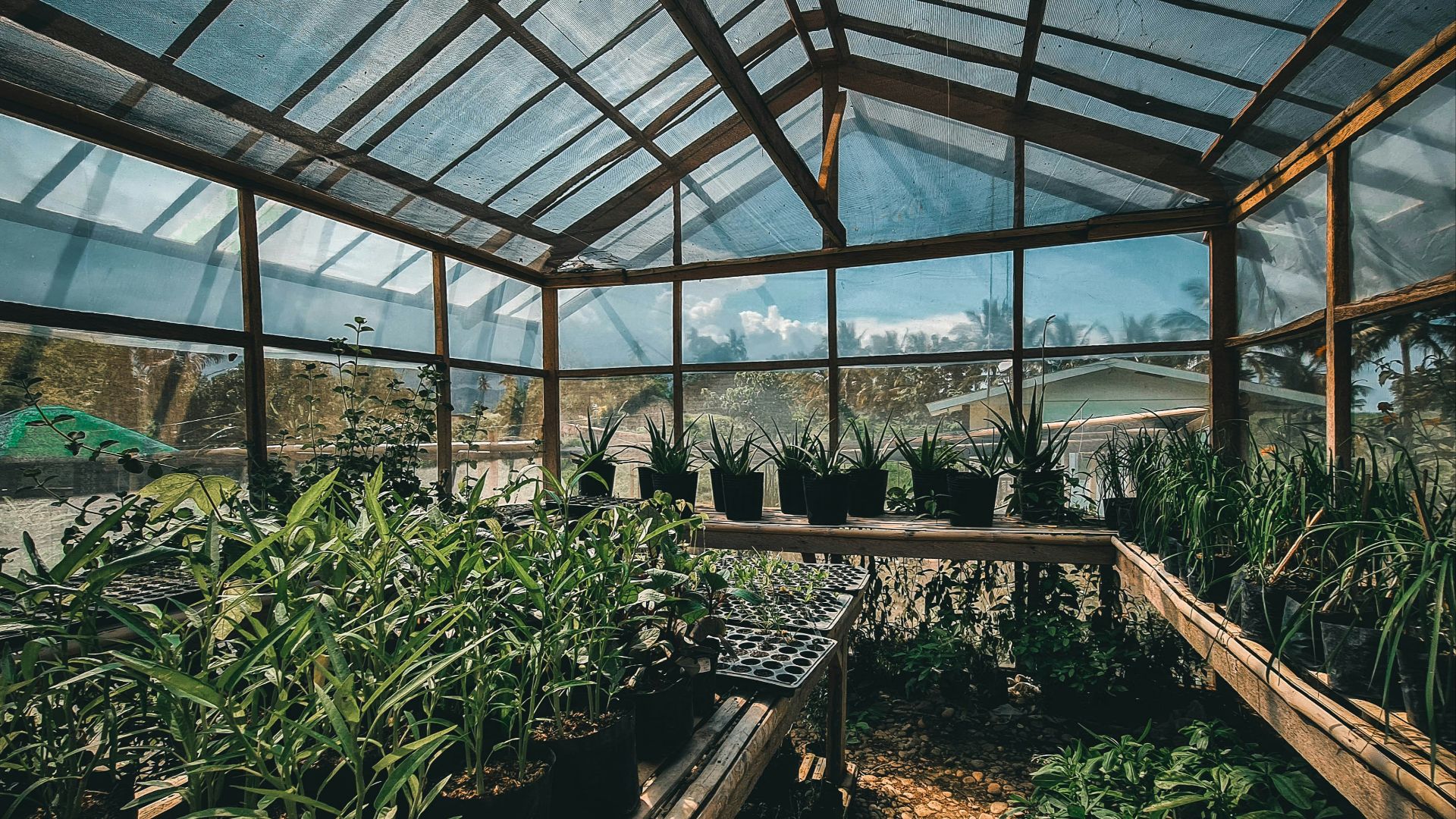 green plants inside greenhouse during daytime