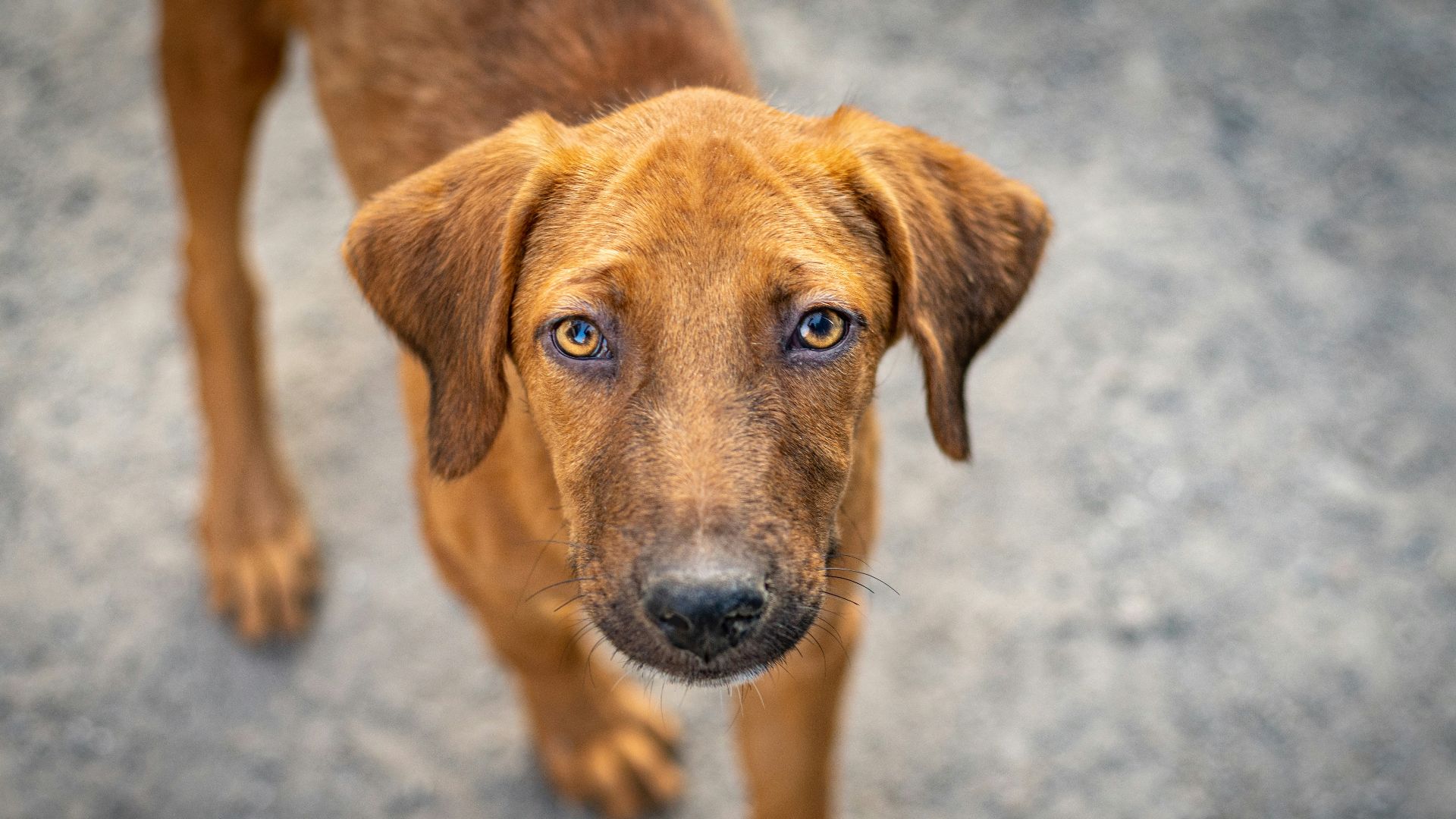 a brown dog looking up