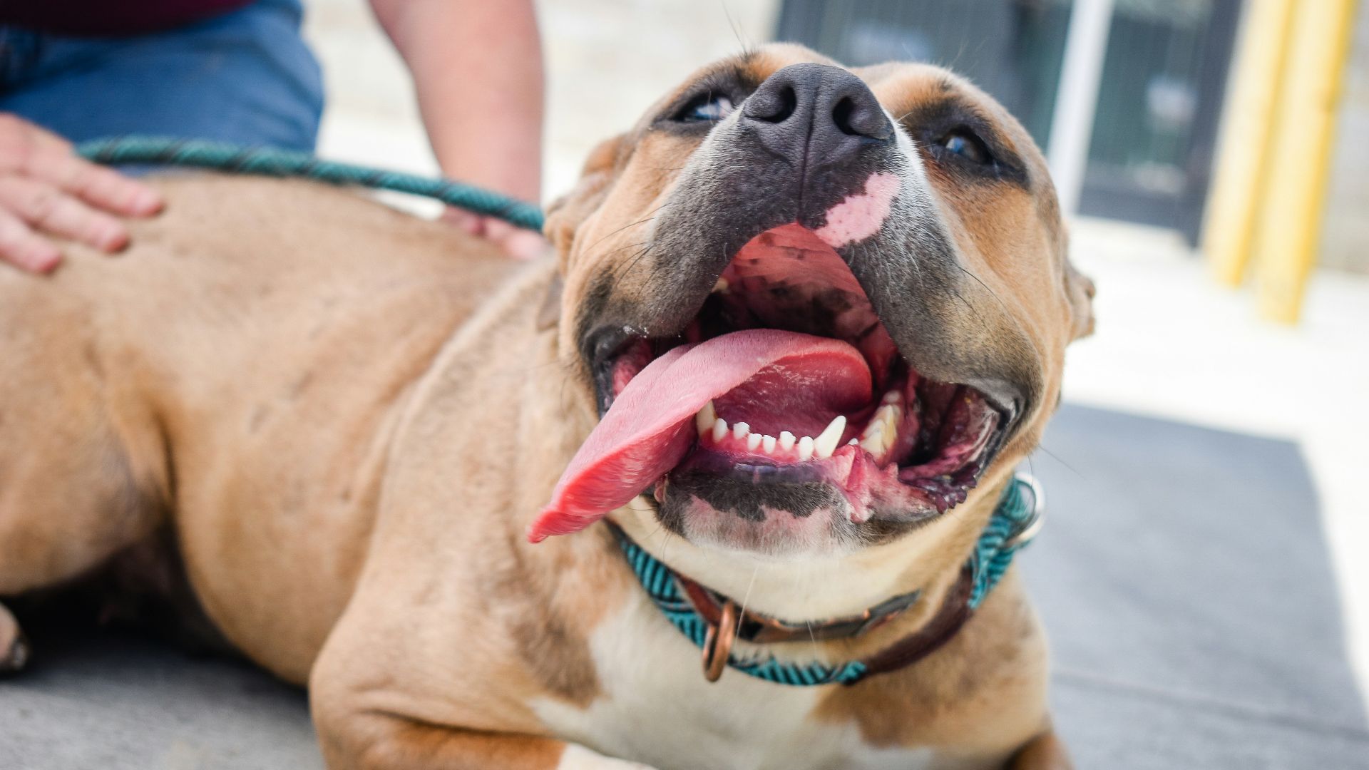 brown and white short coated dog