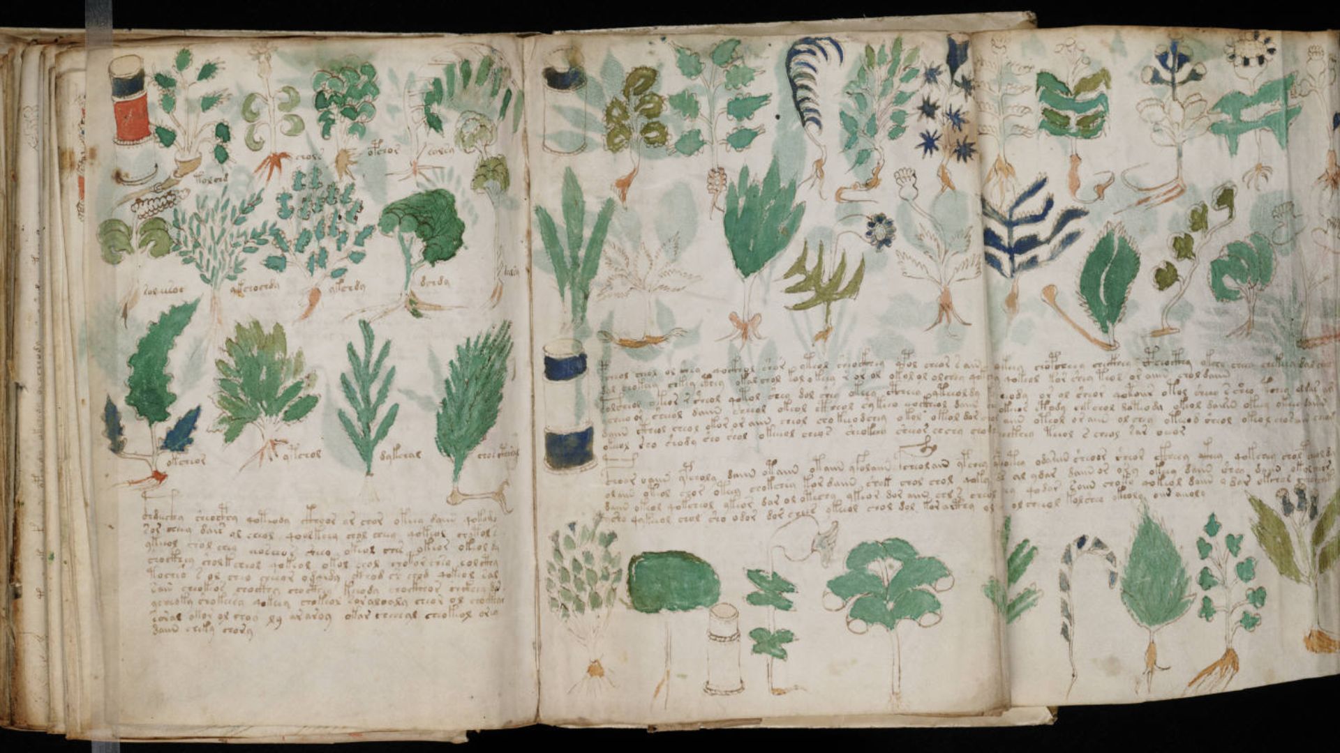 File:Voynich Manuscript (178).jpg