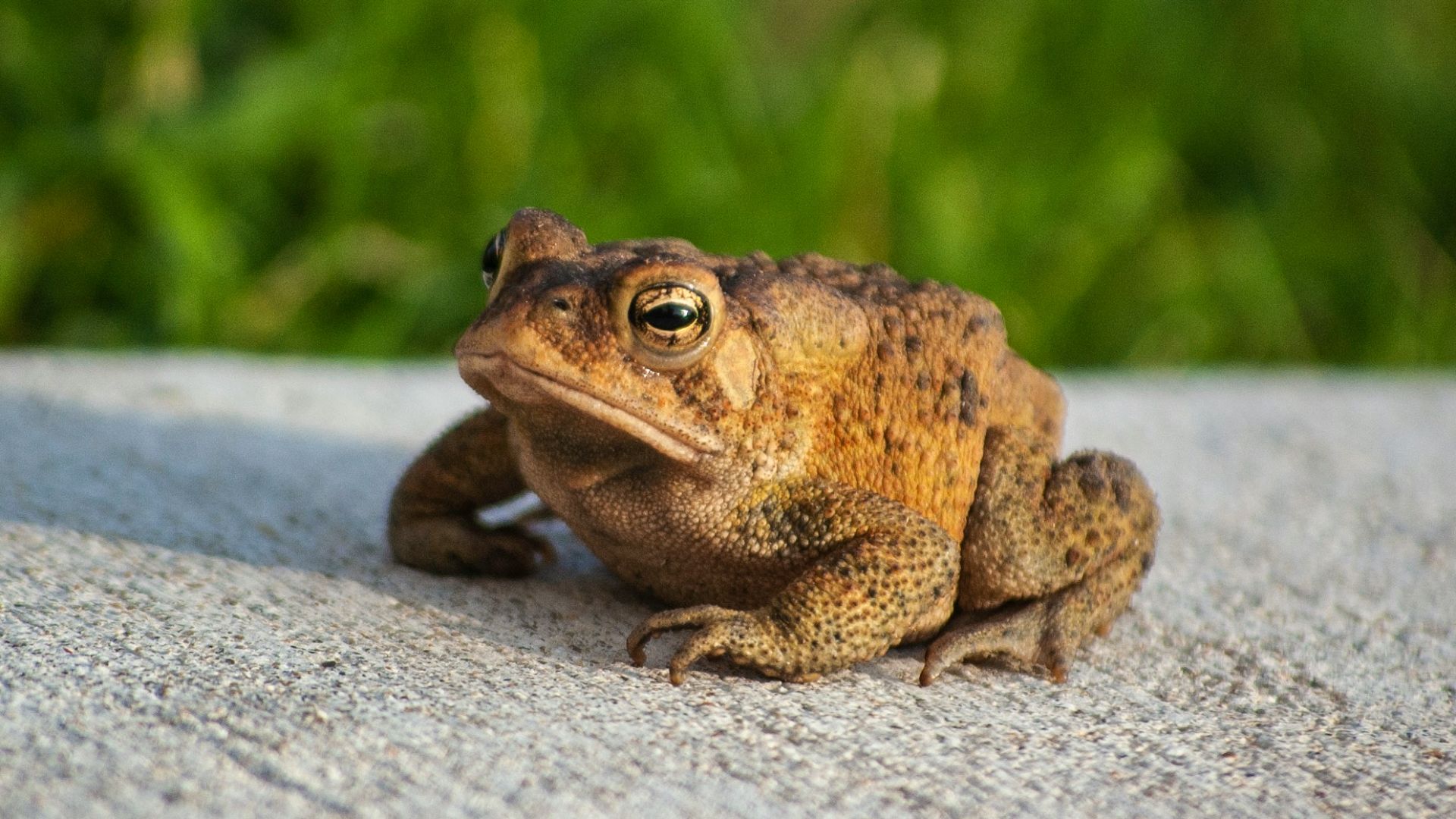 brown frog on concrete surface