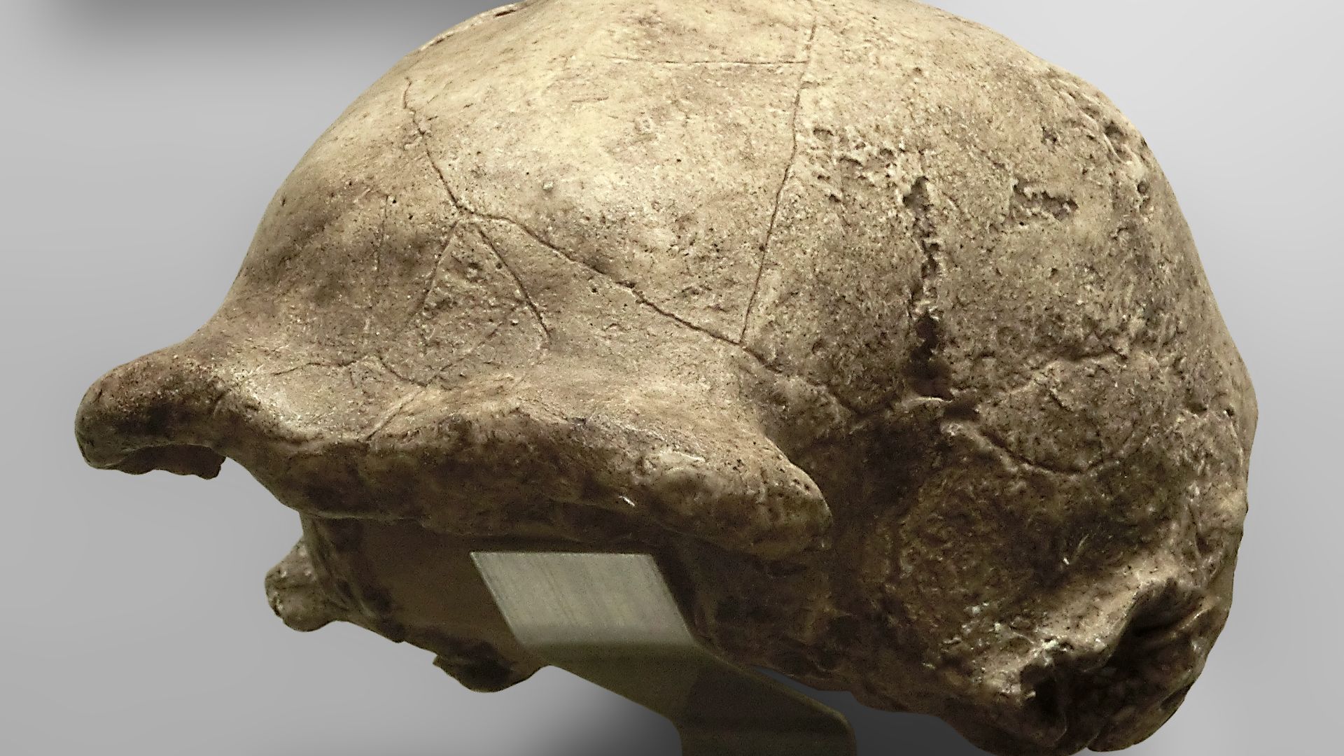 File:Homo erectus pekinensis (cast of Zhoukoudian III) at Göteborgs Naturhistoriska Museum 8768.jpg