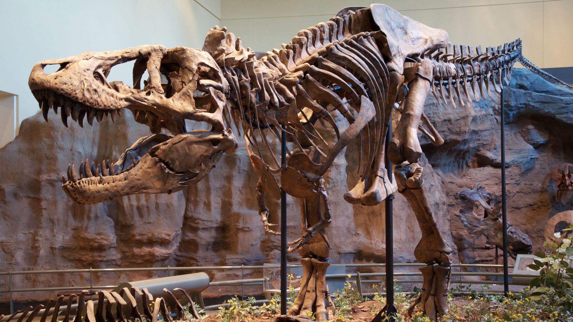 File:Tyrannosaurus Rex Holotype.jpg