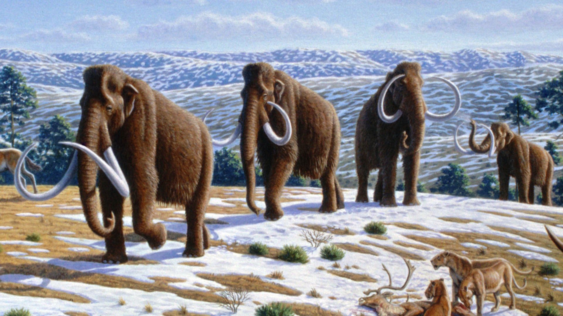 File:Woolly mammoth (Mammuthus primigenius) - Mauricio Antón.jpg