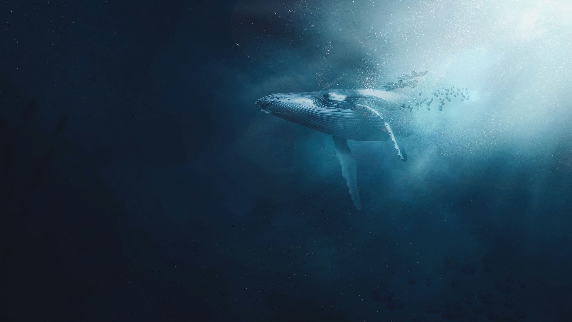 white and black shark in water