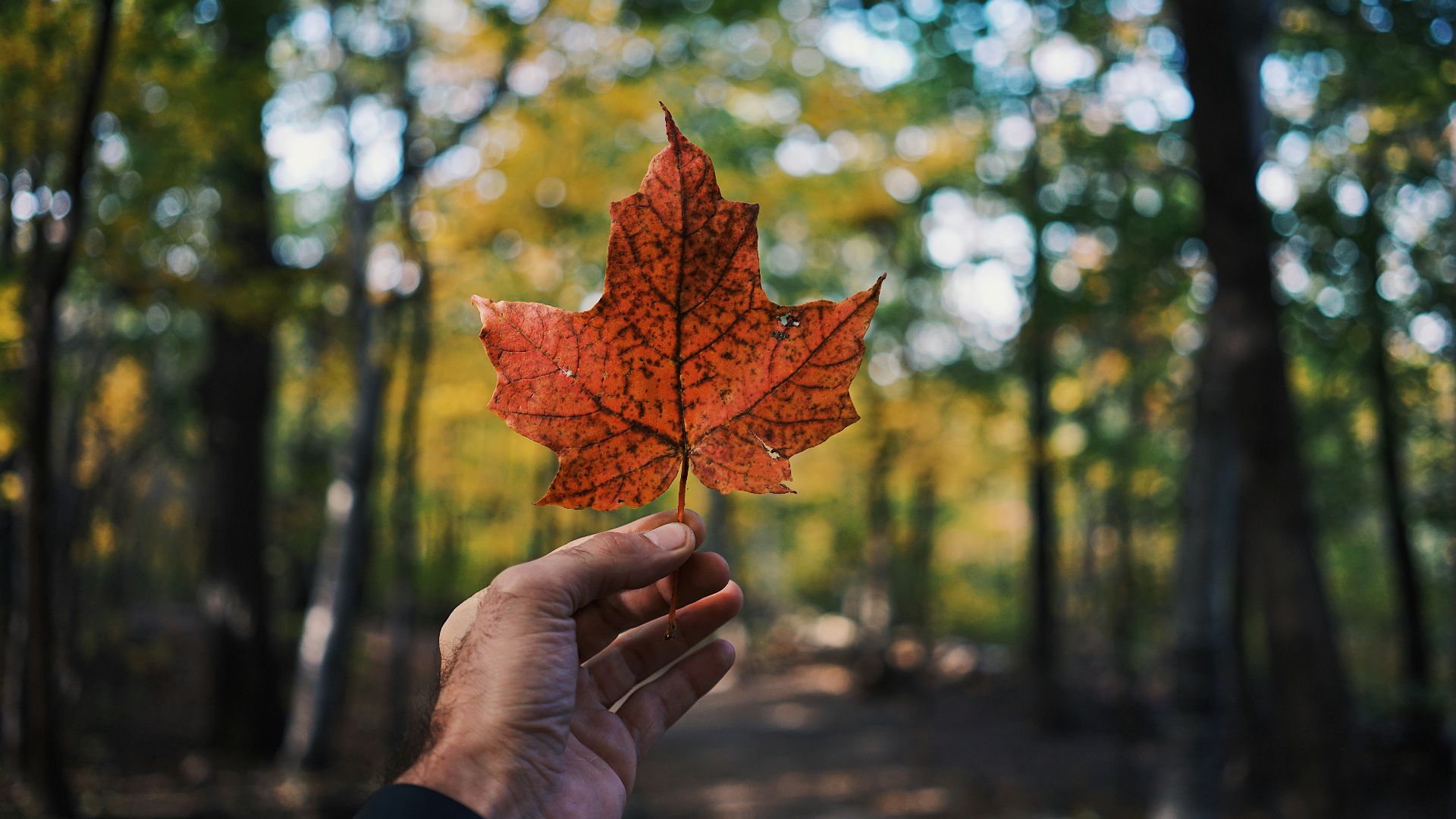 person holding maple leaf