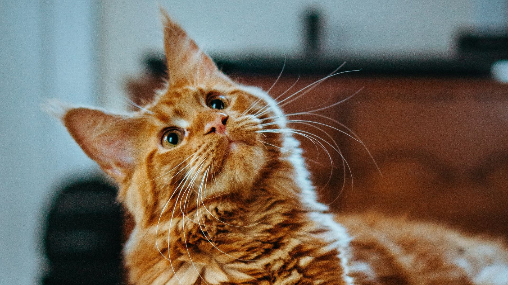 selective focus photography of orange and white cat on brown table