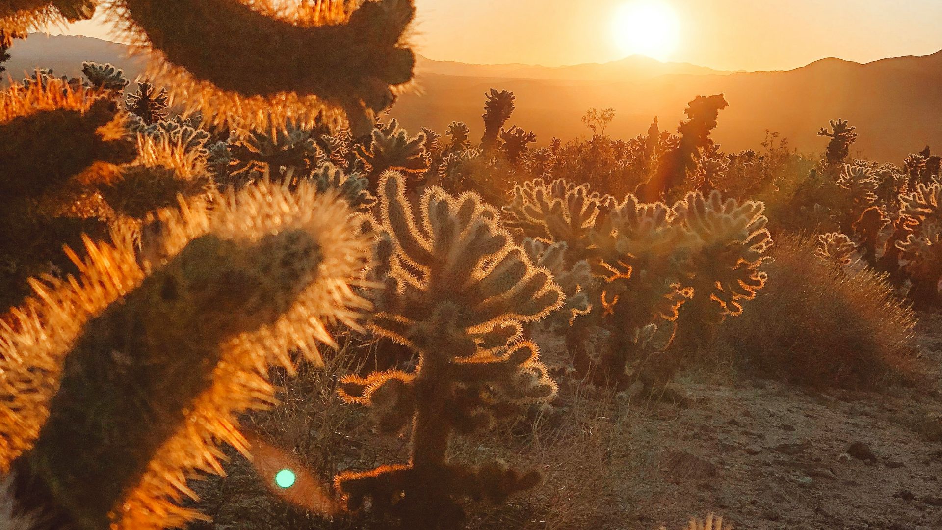 green cacti during golden hour