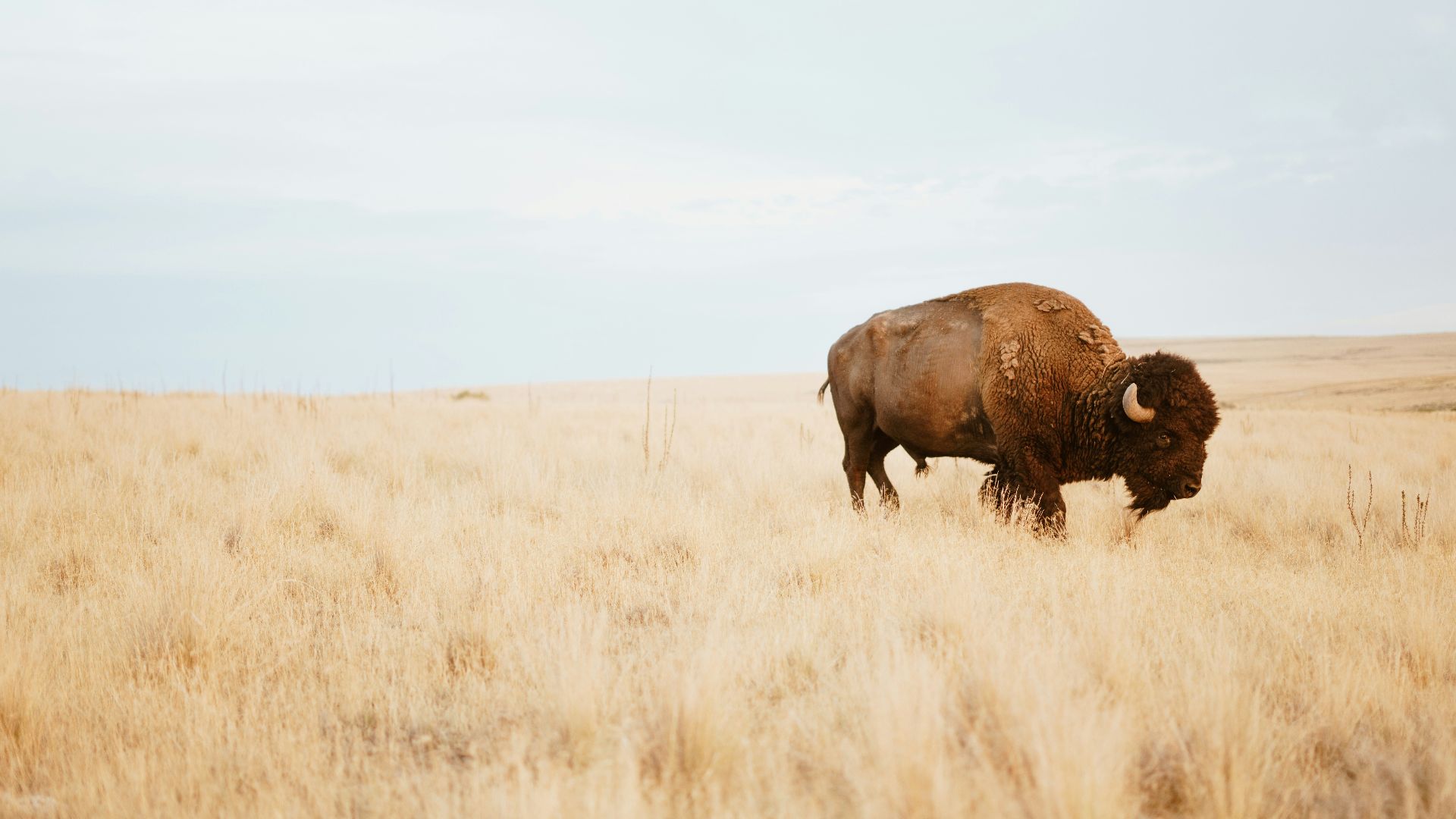 brown yak on brown grass field during day