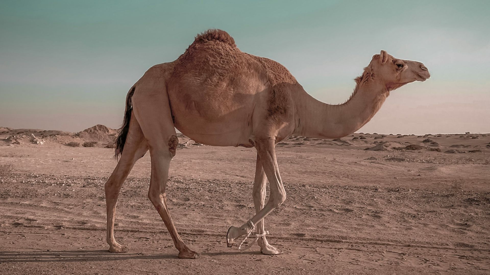 brown camel on brown sand during daytime