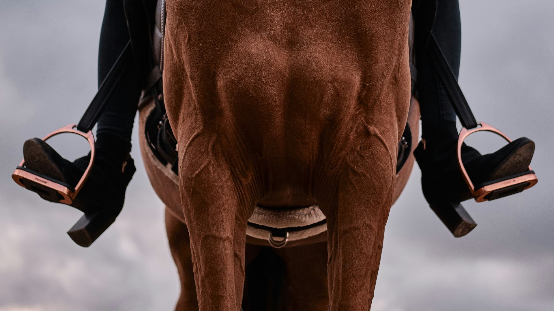 brown horse with black leather saddle