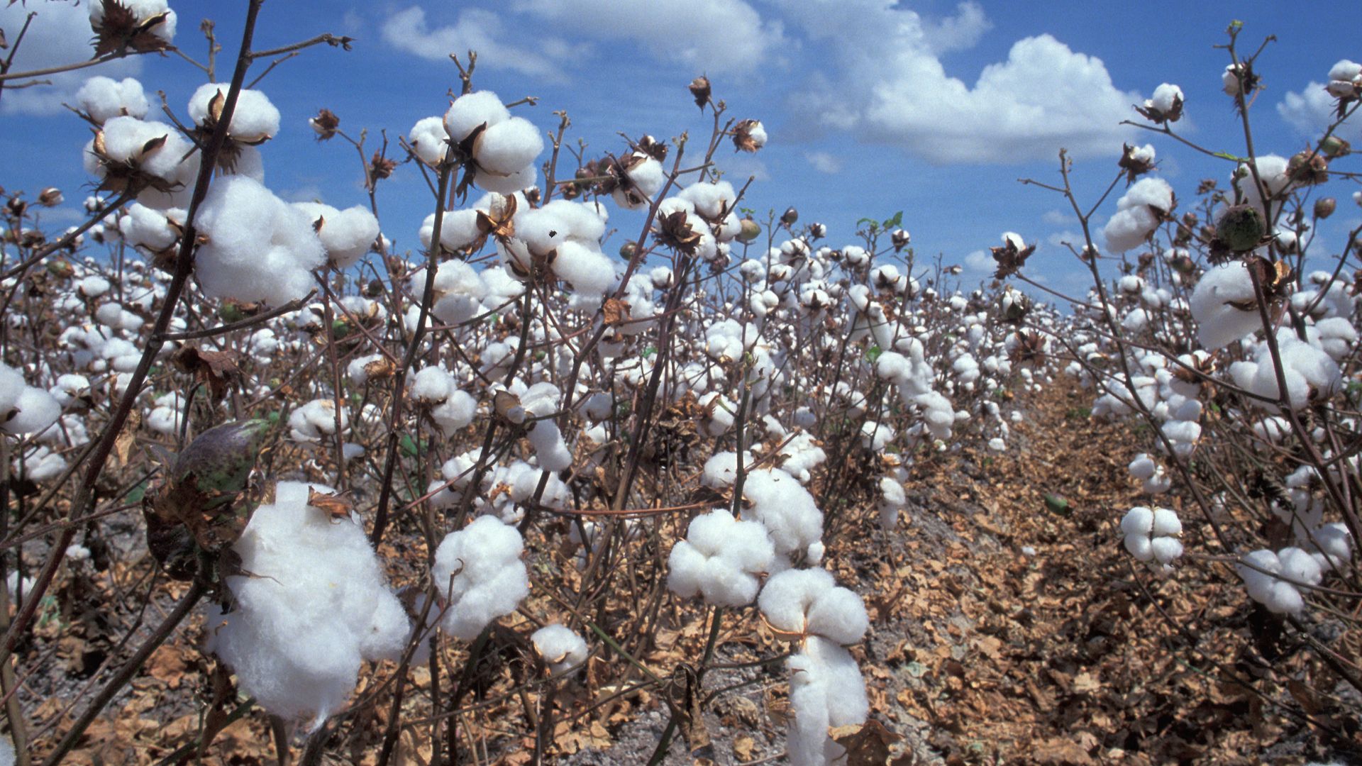 File:Feld mit reifer Baumwolle.jpeg