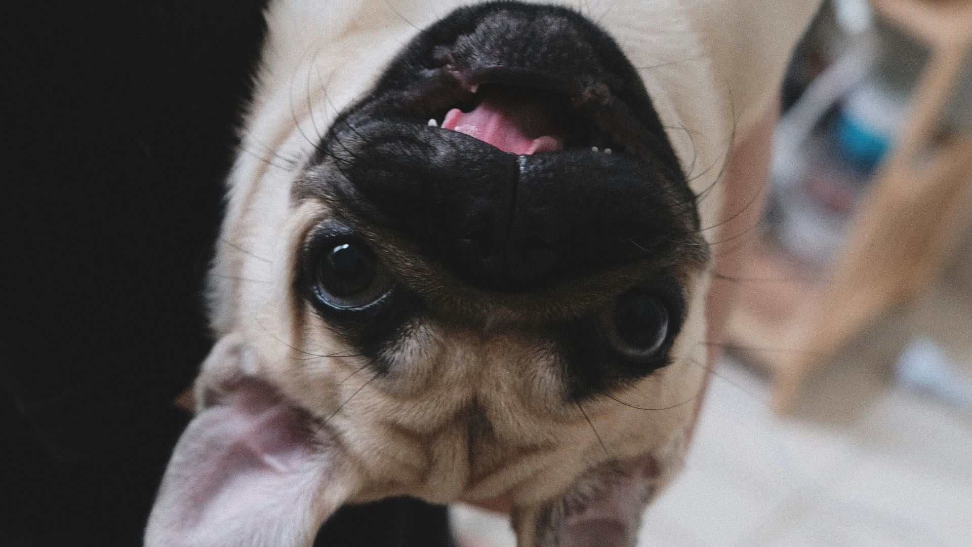 a dog sticking its tongue out while being held by someone