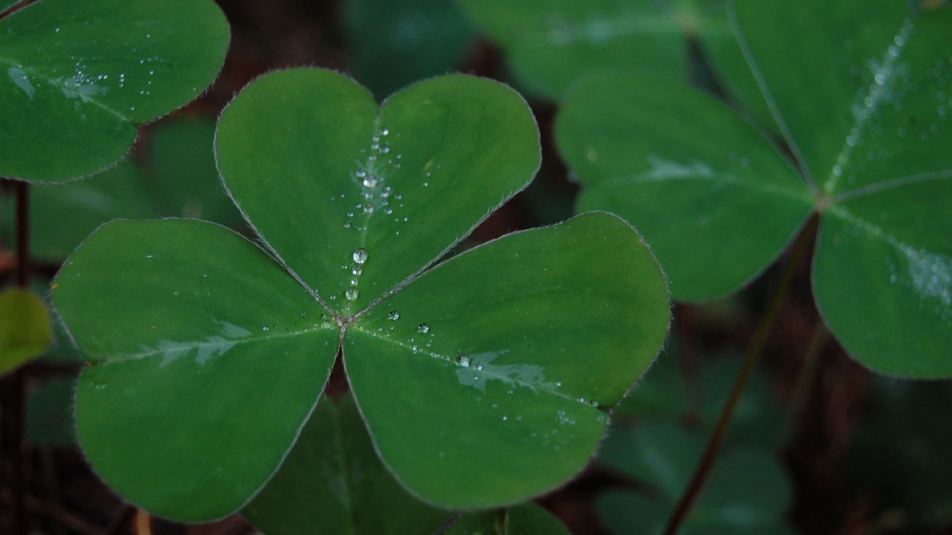 File:Shamrock leaf.jpg