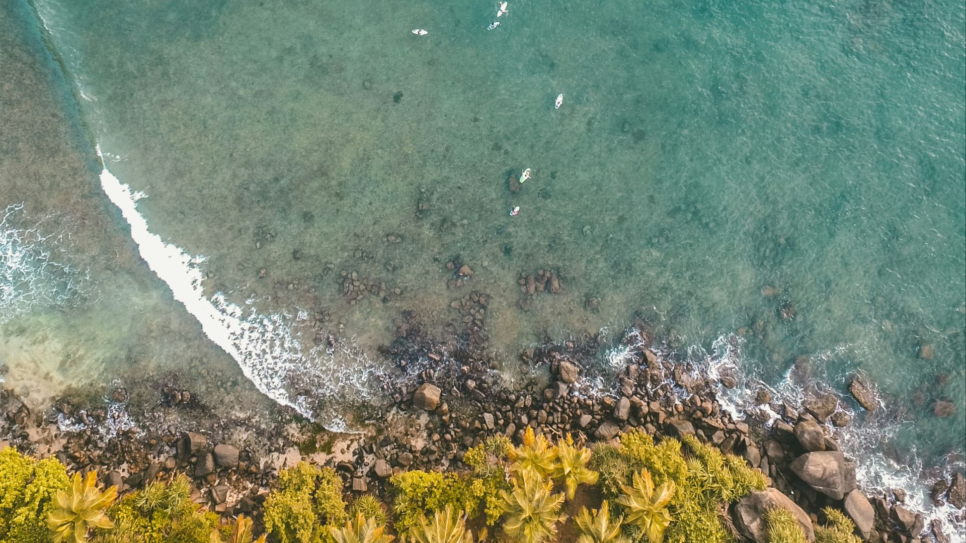 birds-eye view on ocean and forest