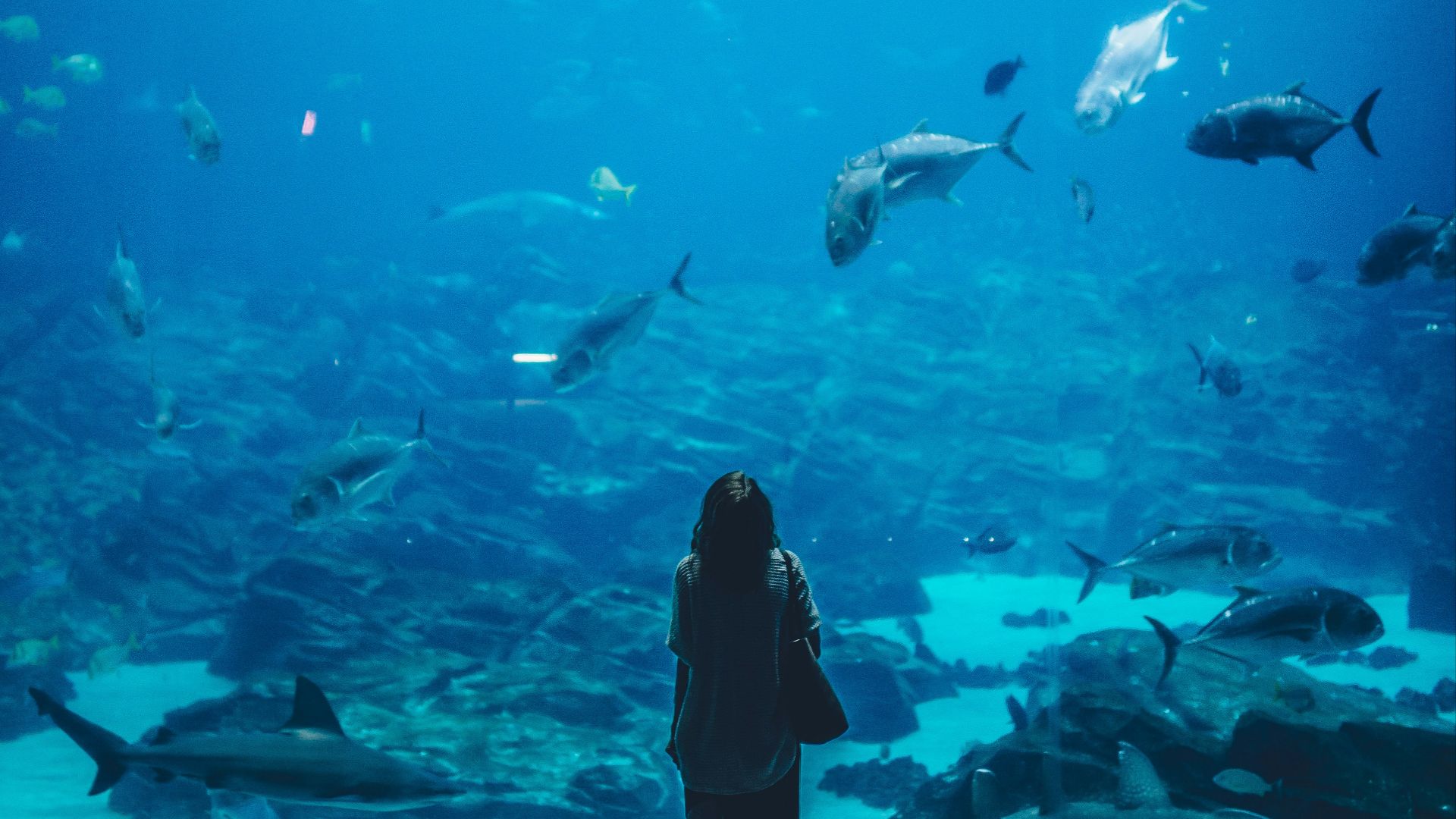 woman standing infront of aquarium with shoal of fish
