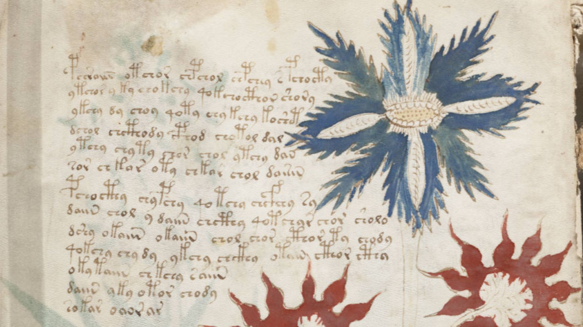 File:Voynich Manuscript (32).jpg